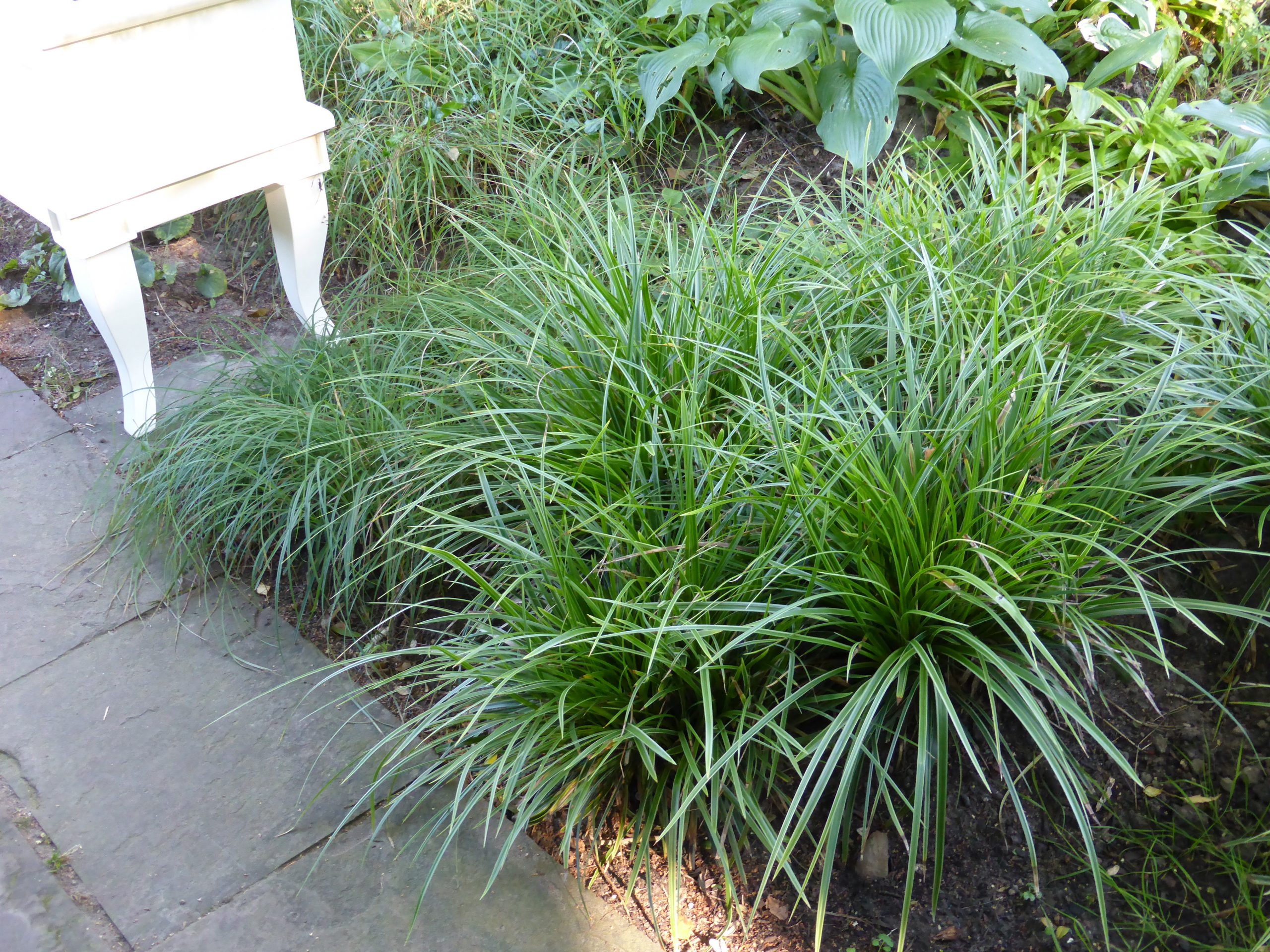 1147_carex_morrowii_variegata_SS_001.jpeg