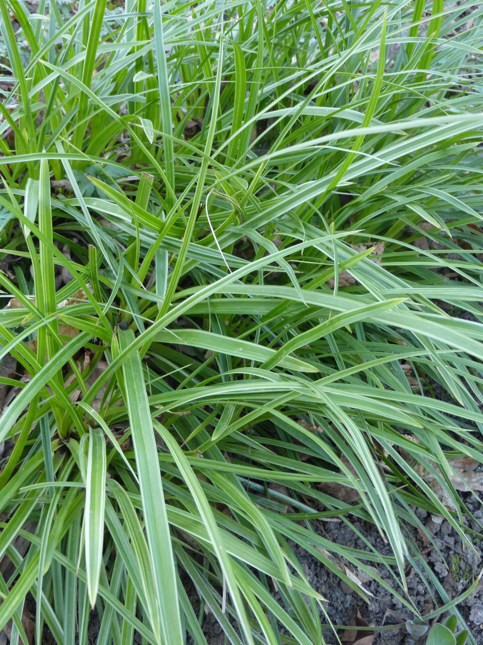1148_carex_morrowii_variegata_SS_002.jpeg