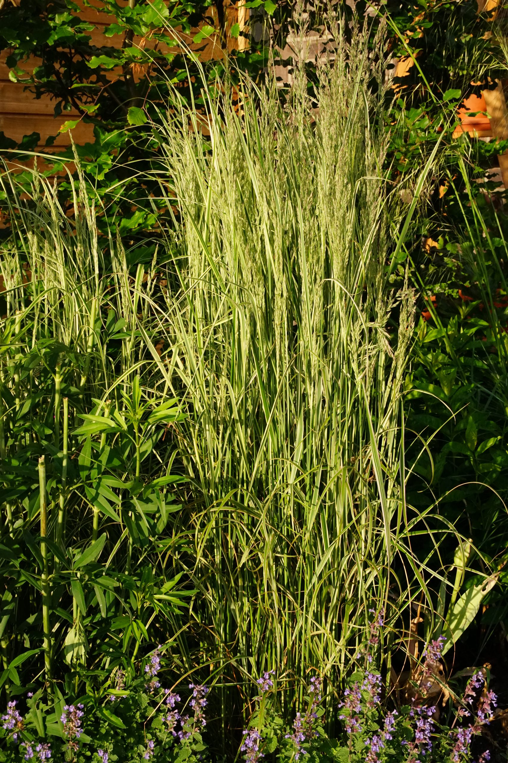 11490_calamagrostis_acutiflora_overdam_SS_002.jpg