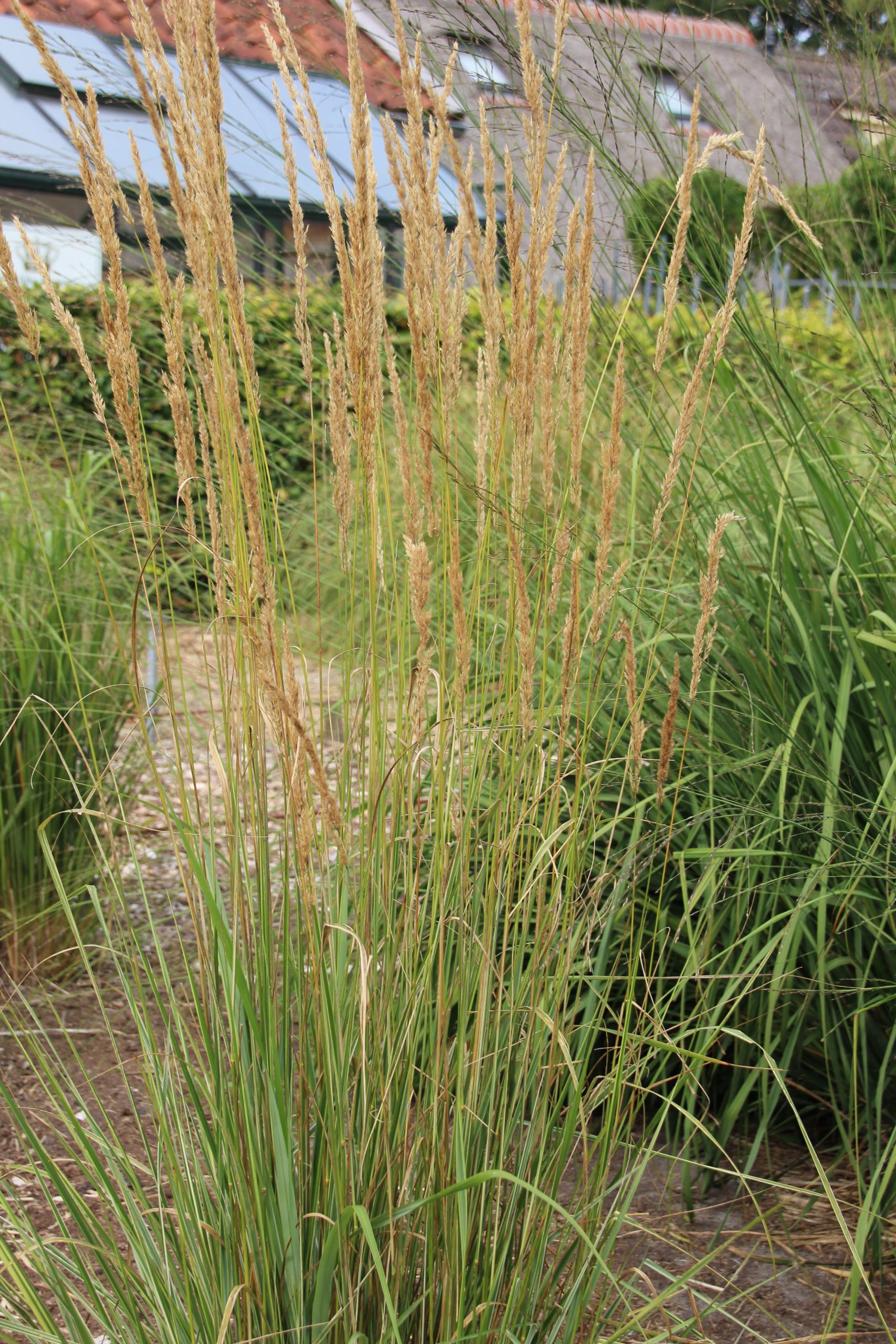 11491_calamagrostis_acutiflora_overdam_SS_003.jpg