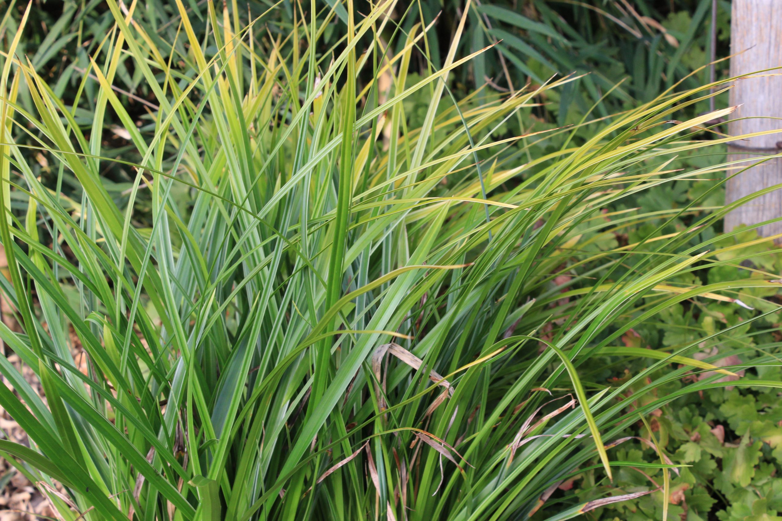 1149_carex_morrowii_variegata_SS_003.jpeg