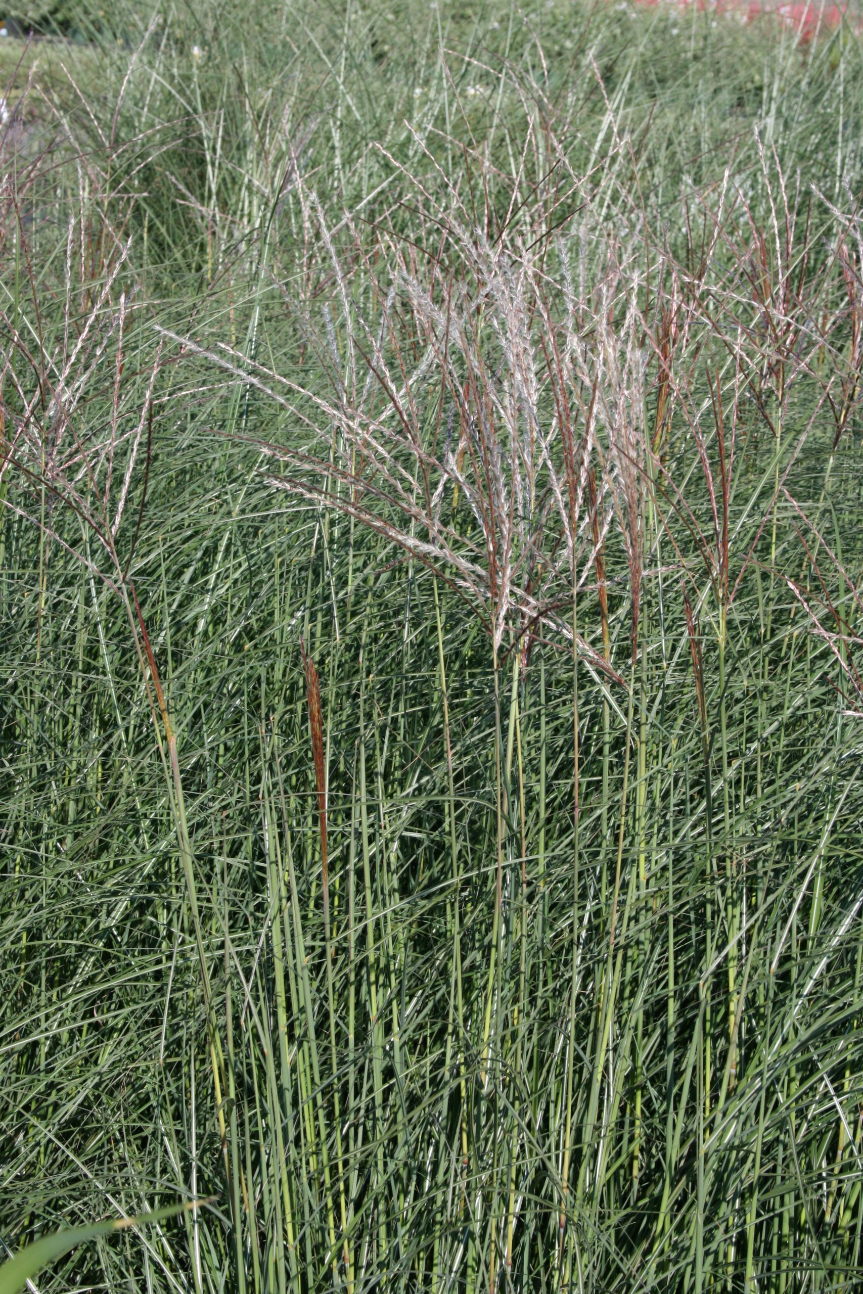 11509_miscanthus_sinensis_kleine_silberspinne_SS_002.jpg