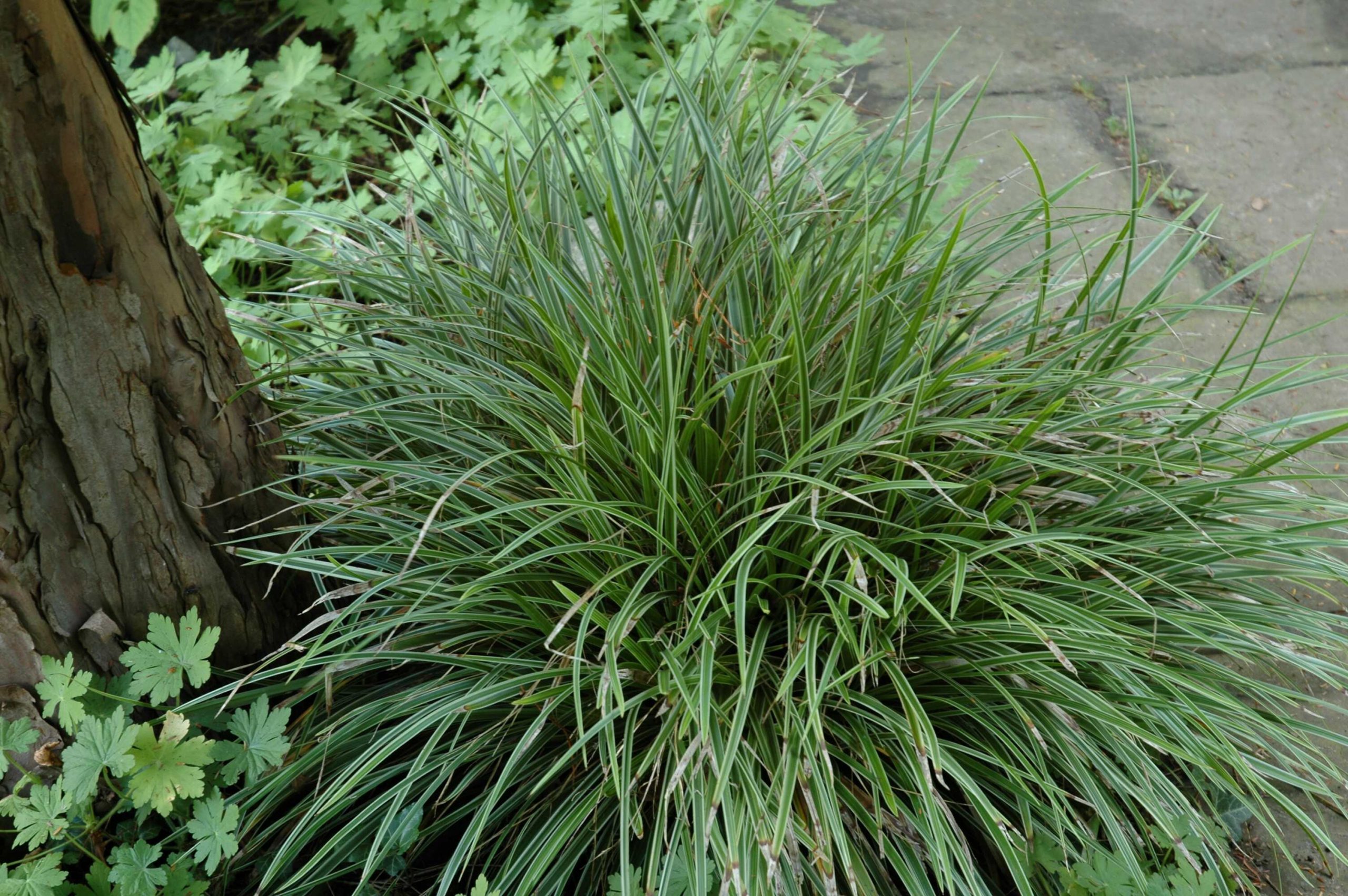 1150_carex_morrowii_variegata_XS_004.jpeg