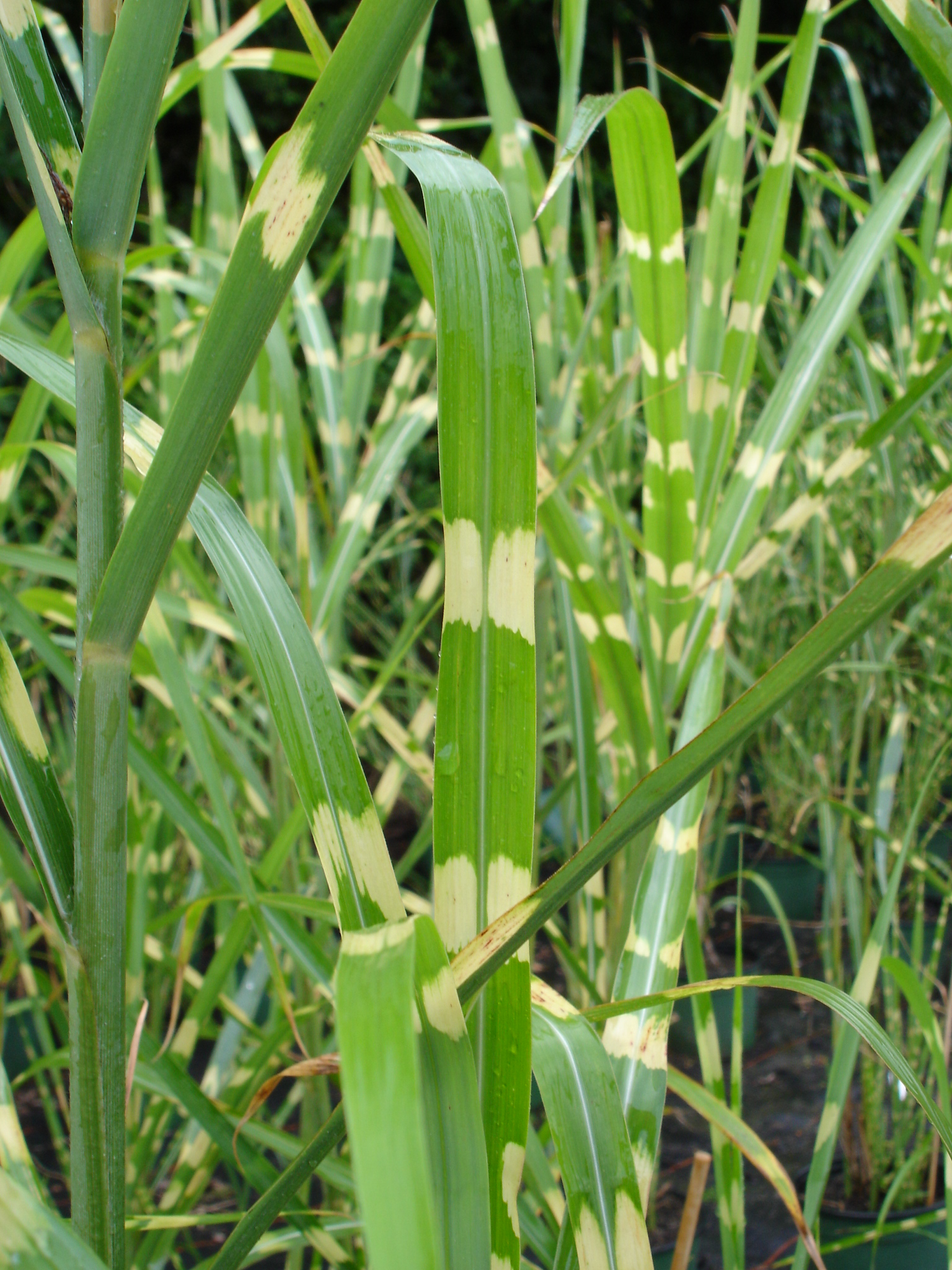 11513_miscanthus_sinensis_strictus_SS_001.jpg
