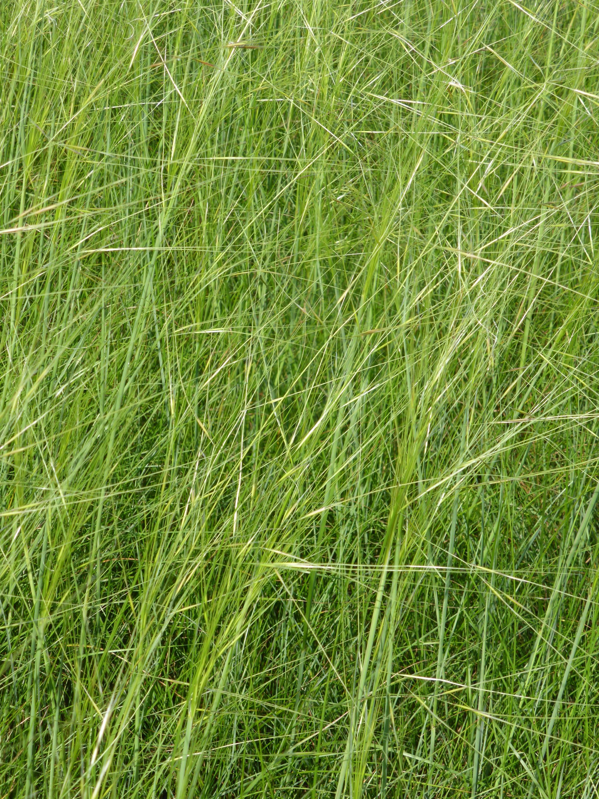 11540_stipa_capillata_SS_003.jpg