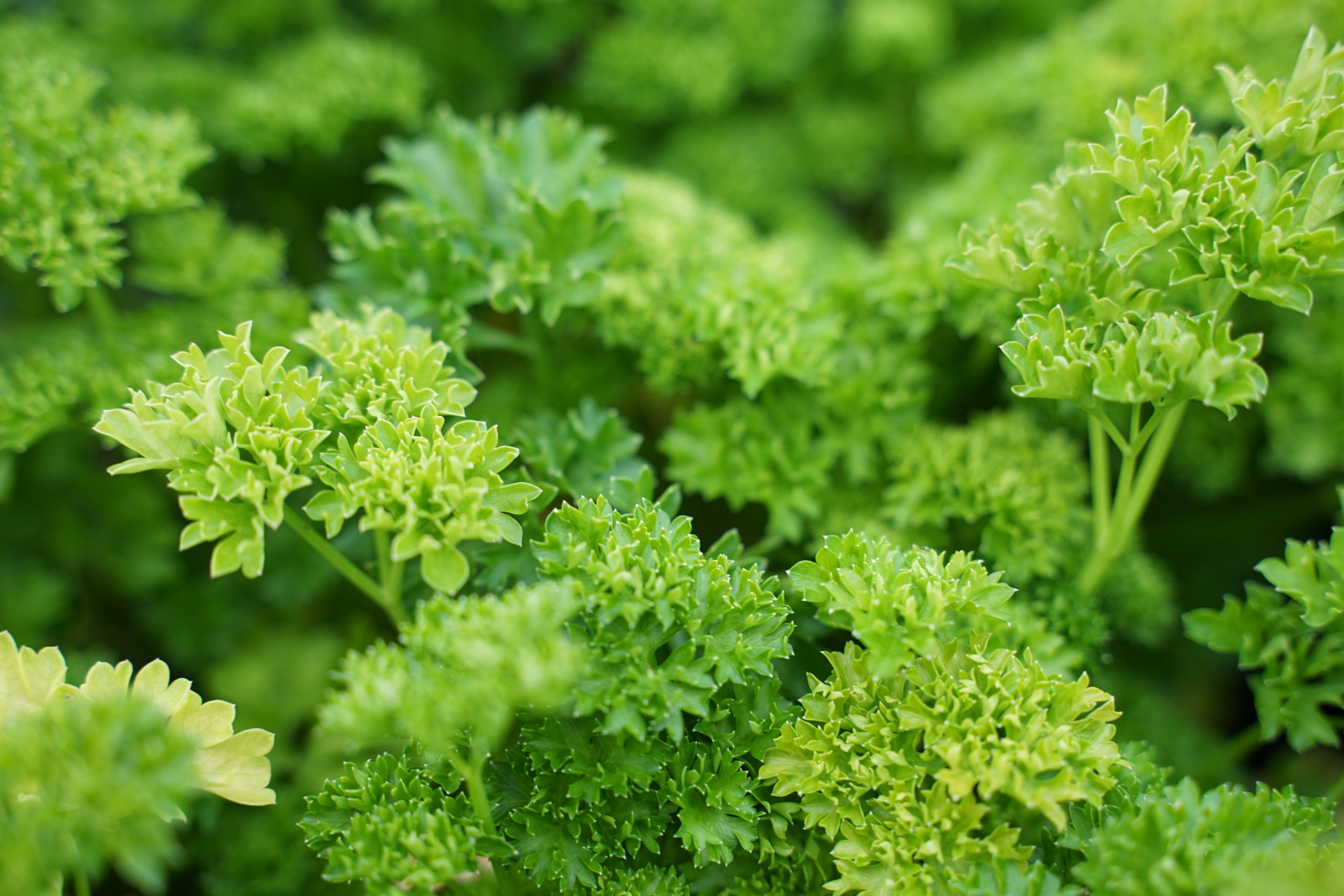 11561_petroselinum_crispum_smaragd_SS_002.jpg