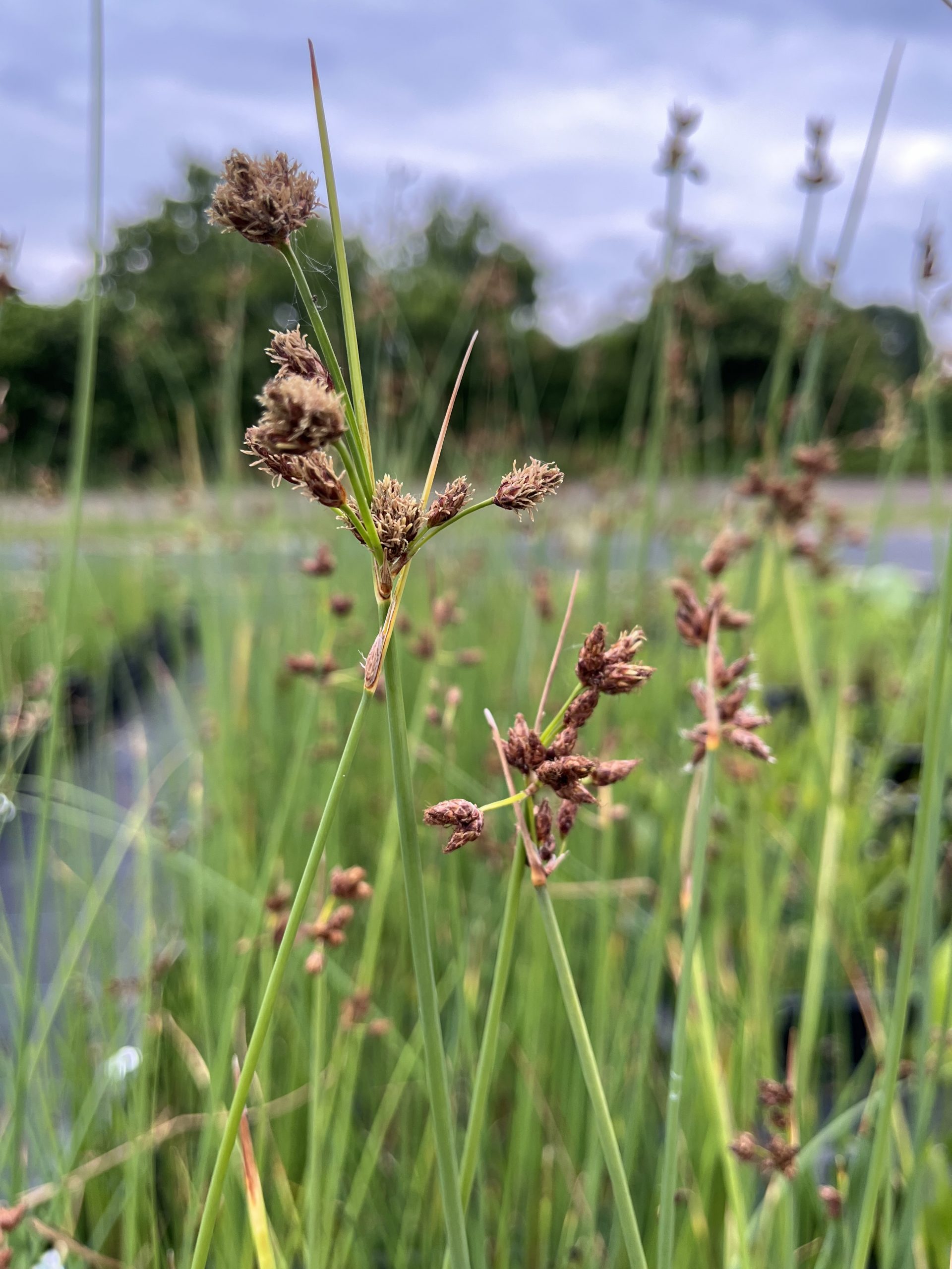 11574_schoenoplectus_lacustris_SS_002.jpg