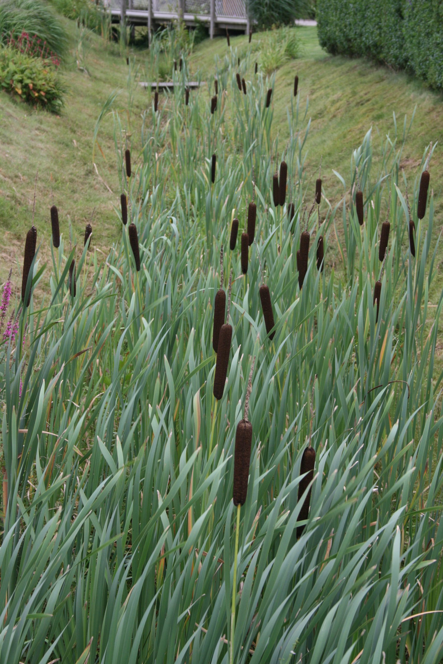 11575_typha_latifolia_SS_002.jpg