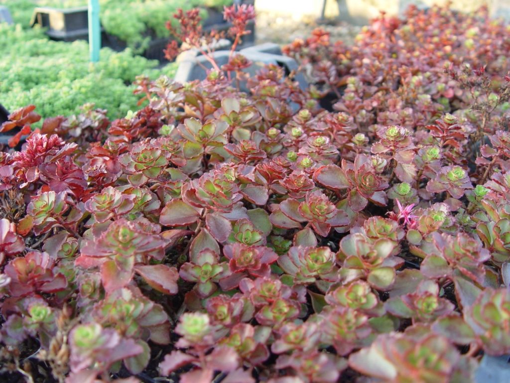 11579_sedum_spurium_fuldaglut_XS_004.jpg