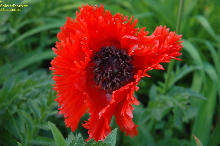 11585_papaver_orientale_turkenlouis_XS_001.jpg
