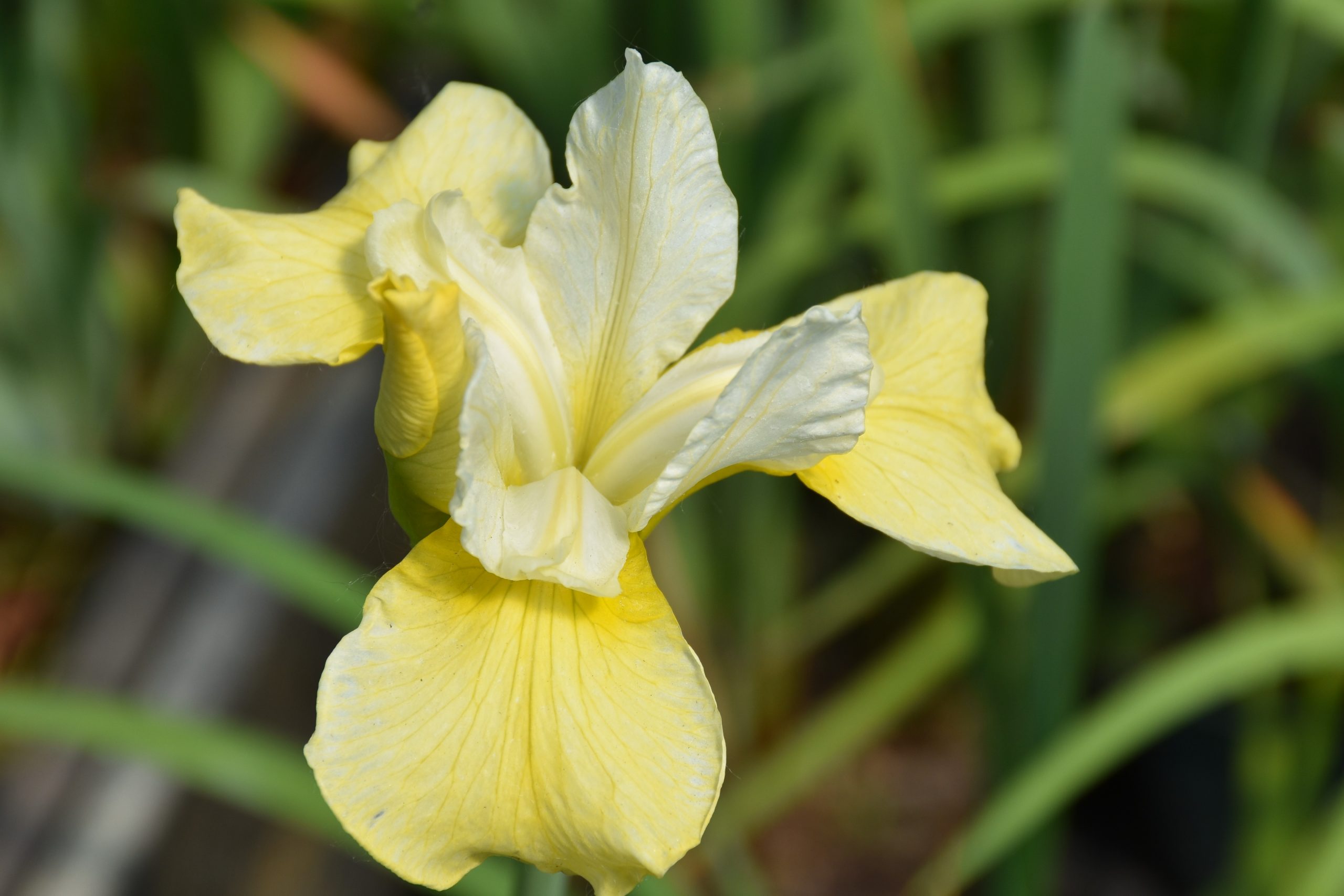11593_iris_sibirica_butter_and_sugar_XS_005.jpg