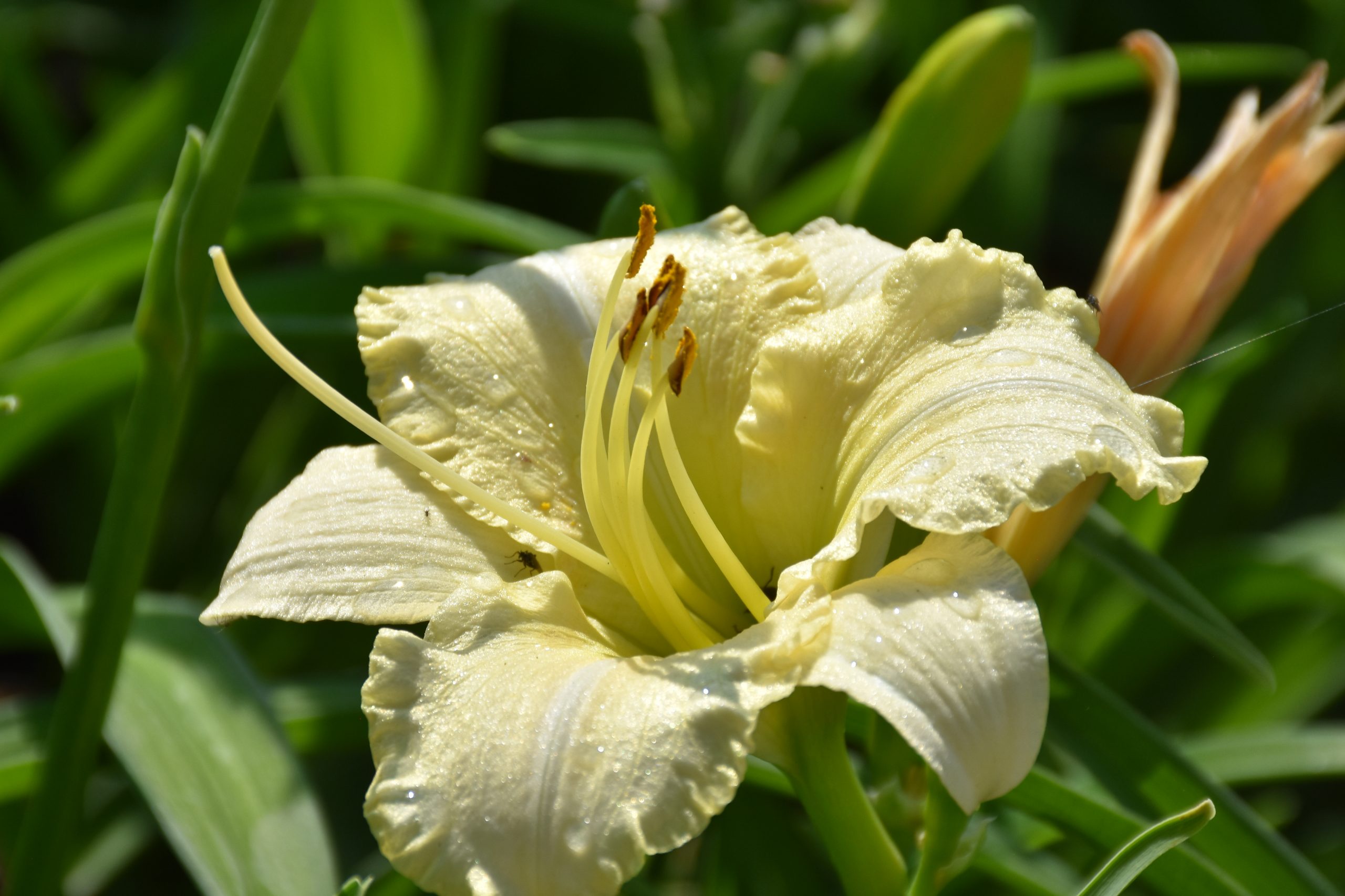 11595_hemerocallis_cultorum_white_lemonade_XS_001.jpg
