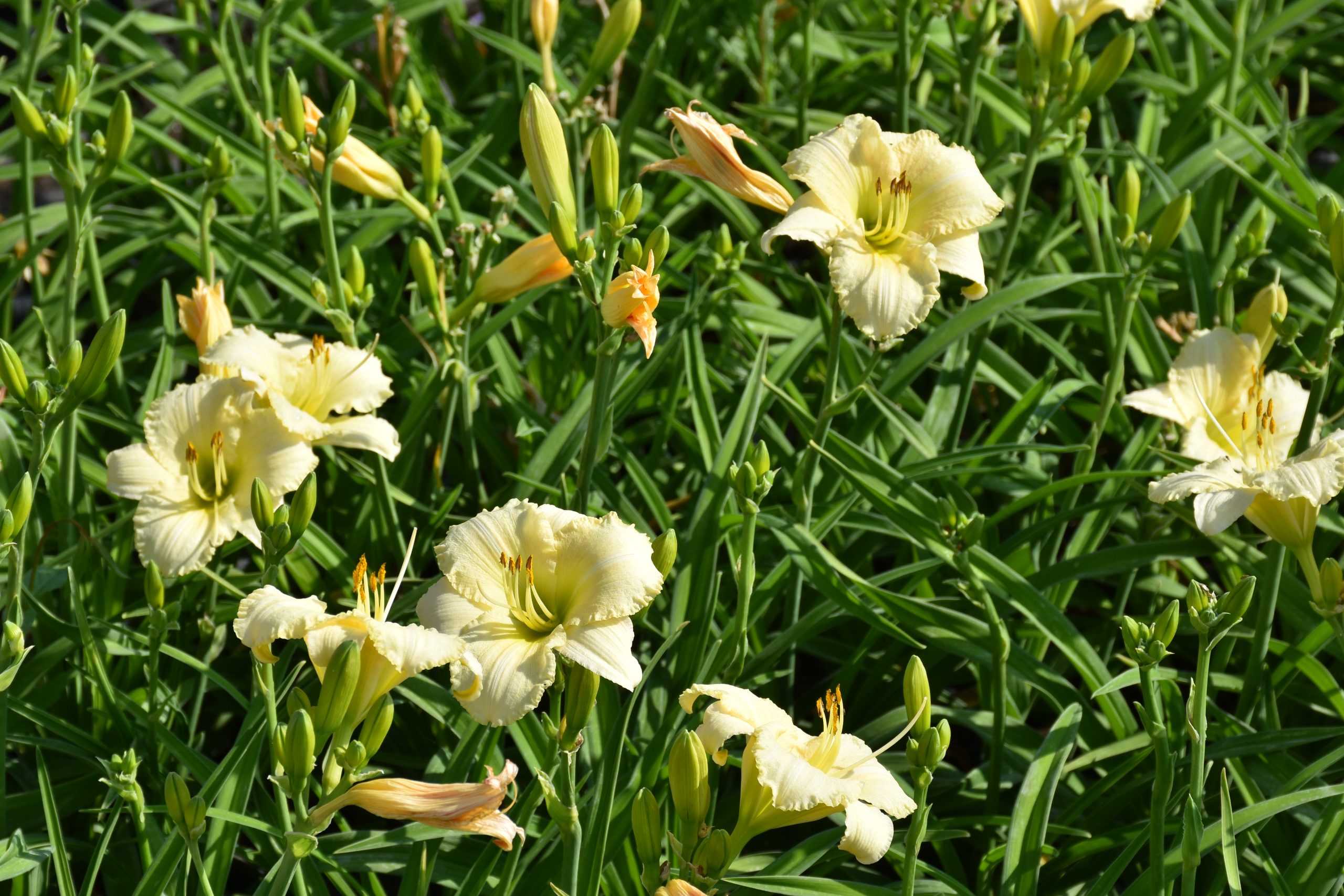 11596_hemerocallis_cultorum_white_lemonade_XS_002.jpg