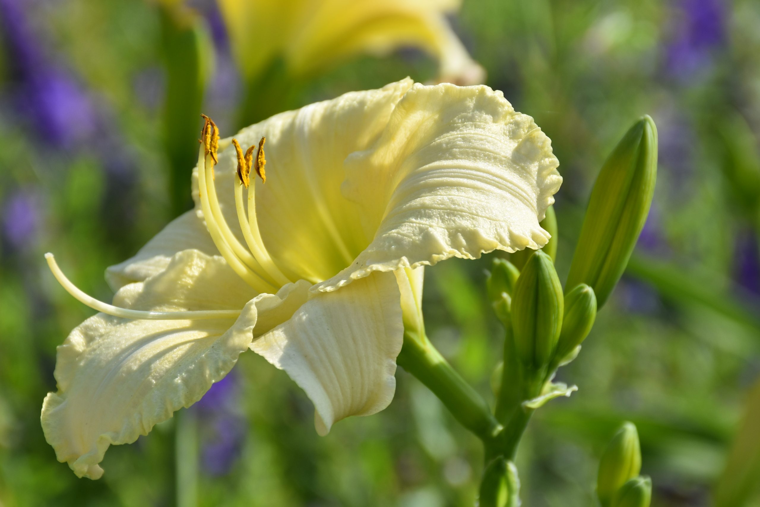 11597_hemerocallis_cultorum_white_lemonade_XS_003.jpg