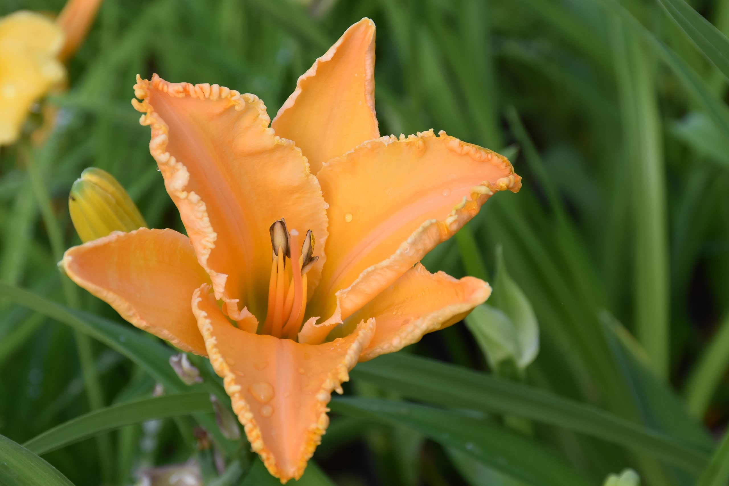 11598_hemerocallis_cultorum_colonel_mustard_XS_001.jpg