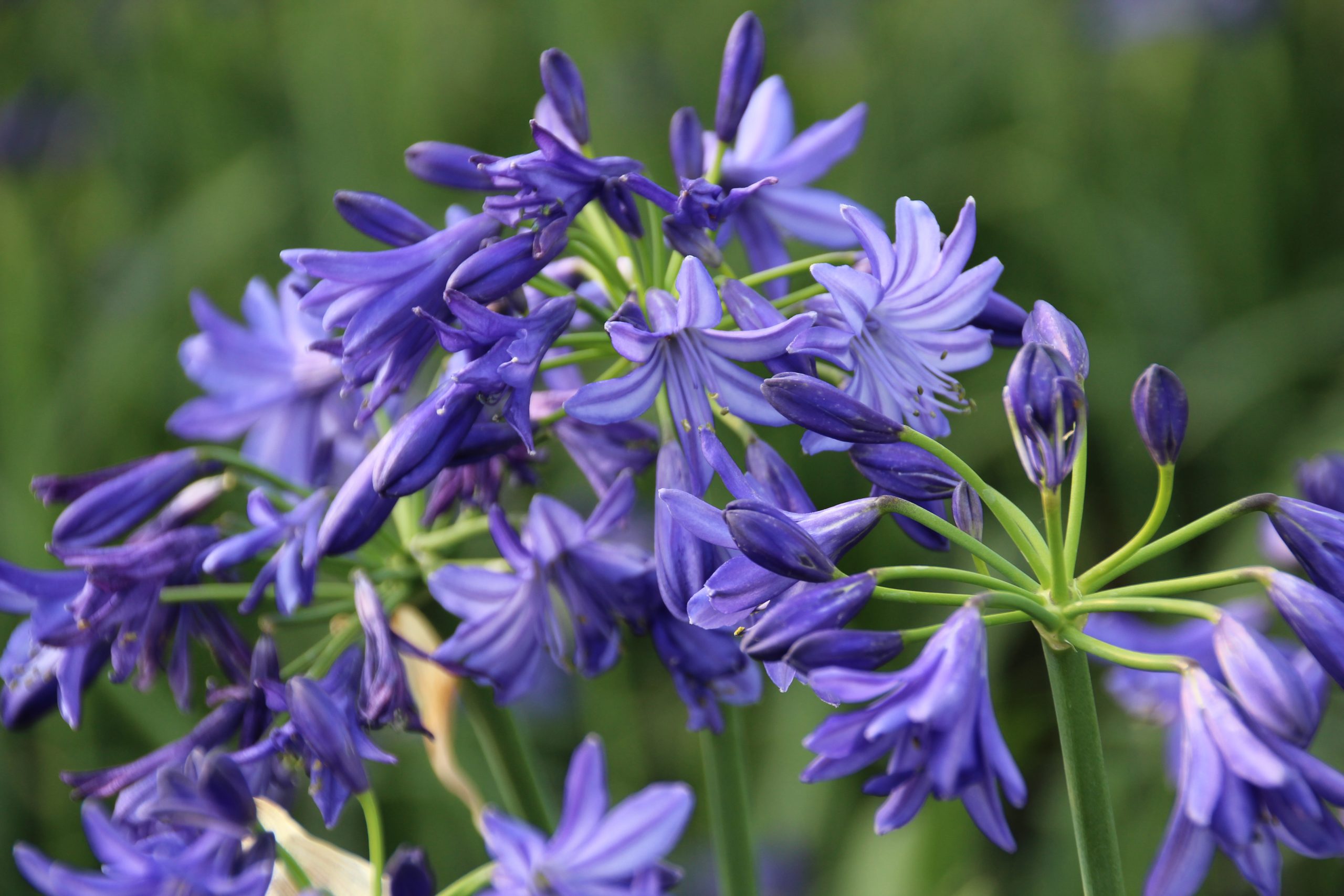 115_agapanthus_africanus_northern_star_SS_002.jpeg