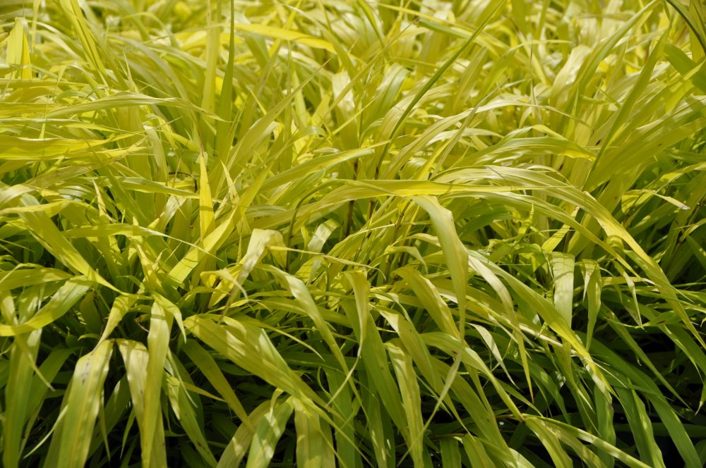 Hakonechloa macra 'Sunflare' ®