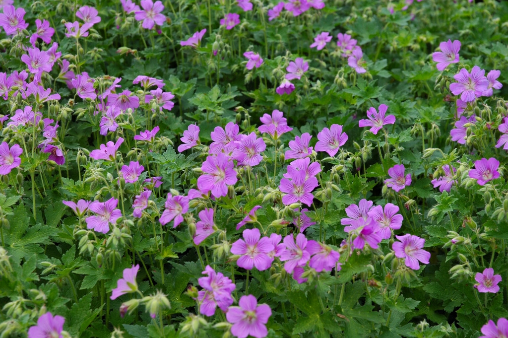 11603_geranium_oxonianum_claridge_druce_XS_001.jpg