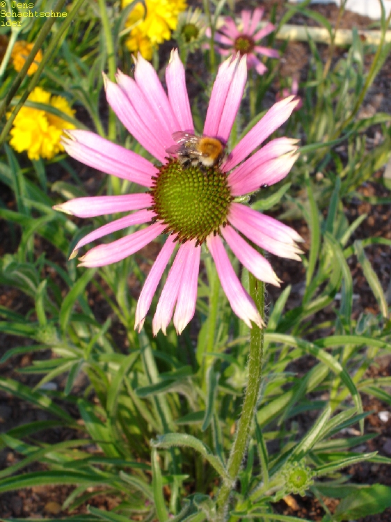 11608_echinacea_tennesseensis_rocky_top_SS_001.jpg