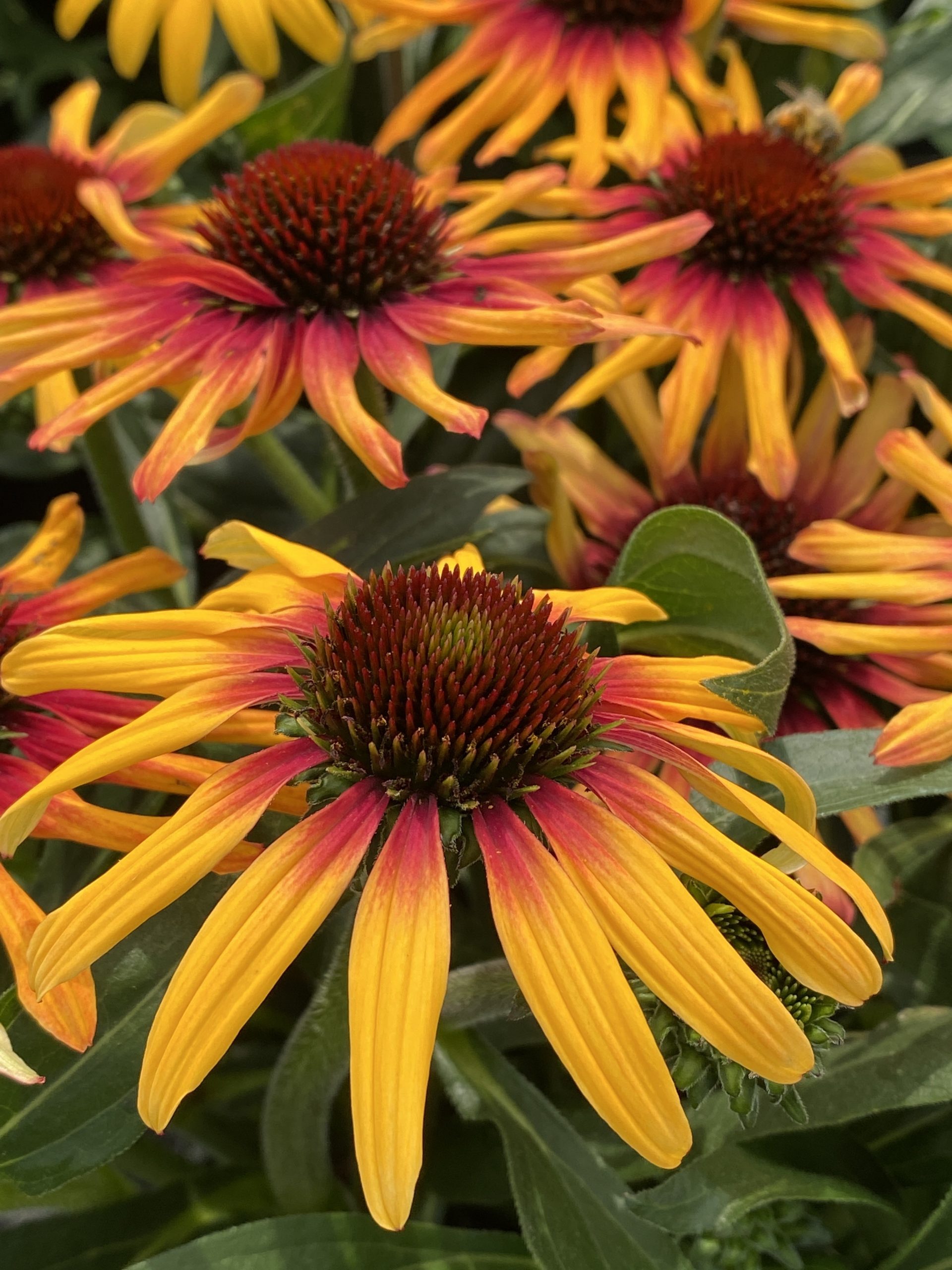 11609_echinacea_purpurea_sunseekers_tequila_sunrise_SR_008.jpg