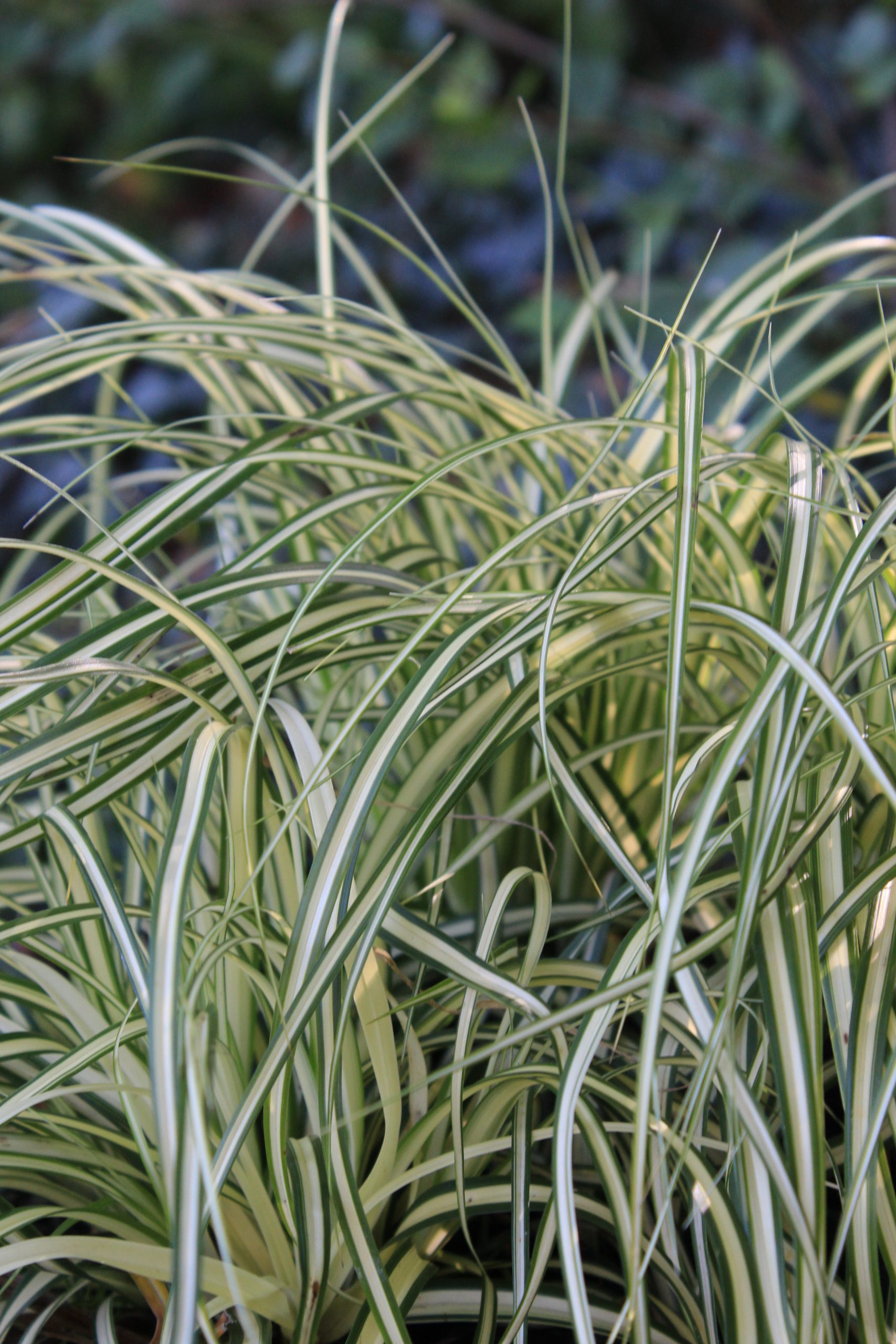 1160_carex_oshimensis_evergold_SS_001.jpeg