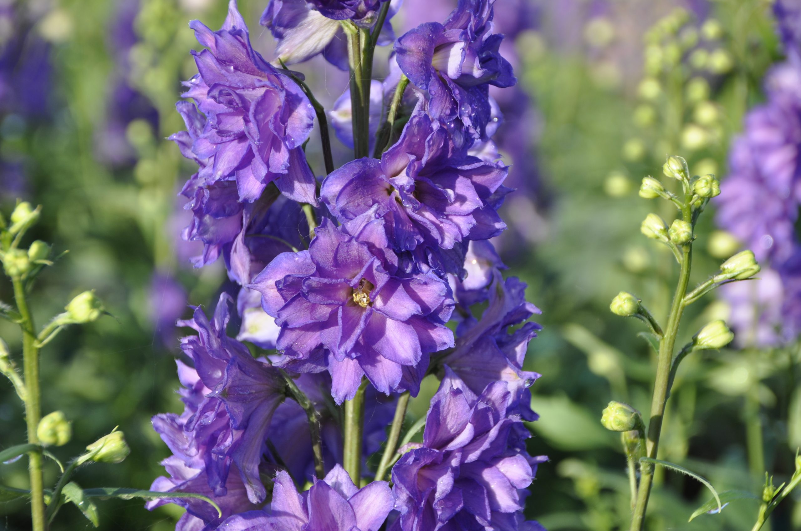 11614_delphinium_delgenius_breezin_BG_006.jpg