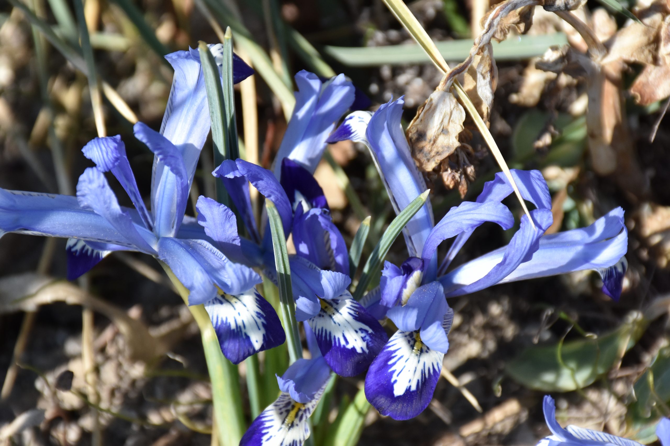 11633_iris_reticulata_clairette_XS_004.jpg