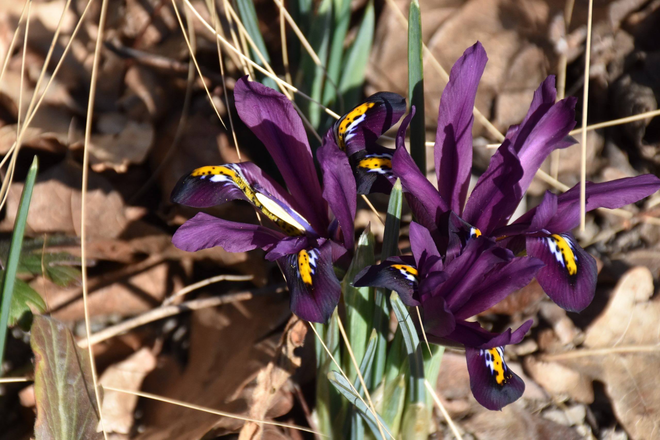 11639_iris_reticulata_pauline_XS_002.jpg