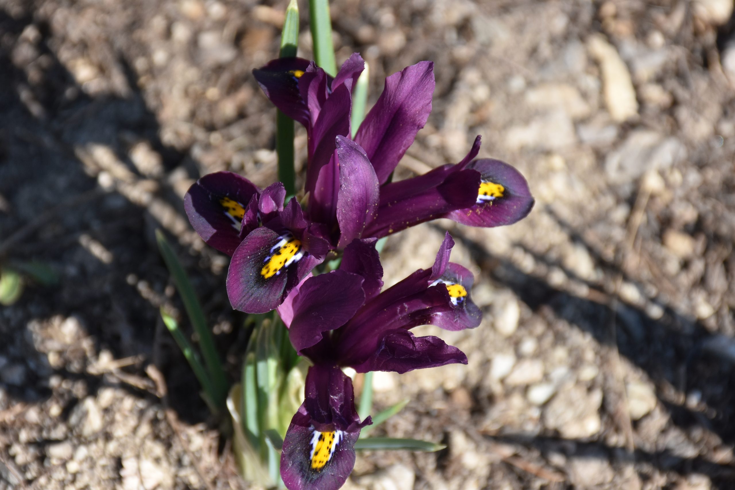 11640_iris_reticulata_pauline_XS_003.jpg