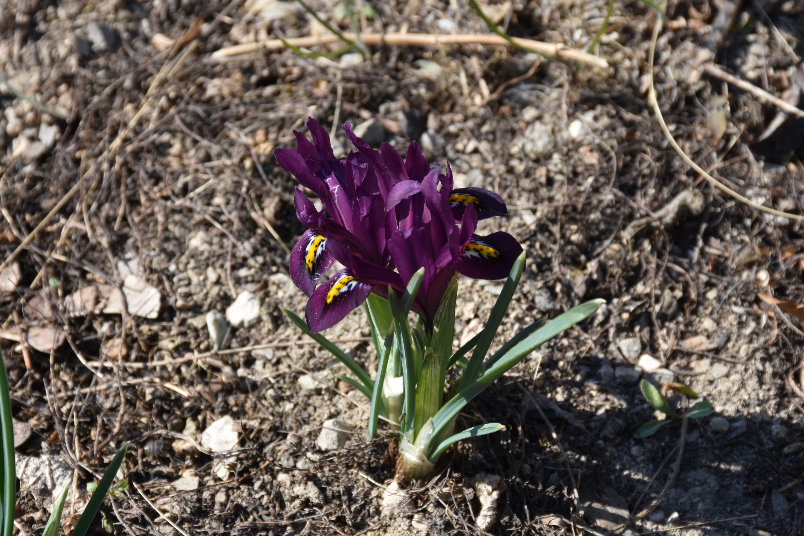 11641_iris_reticulata_pauline_XS_004.jpg