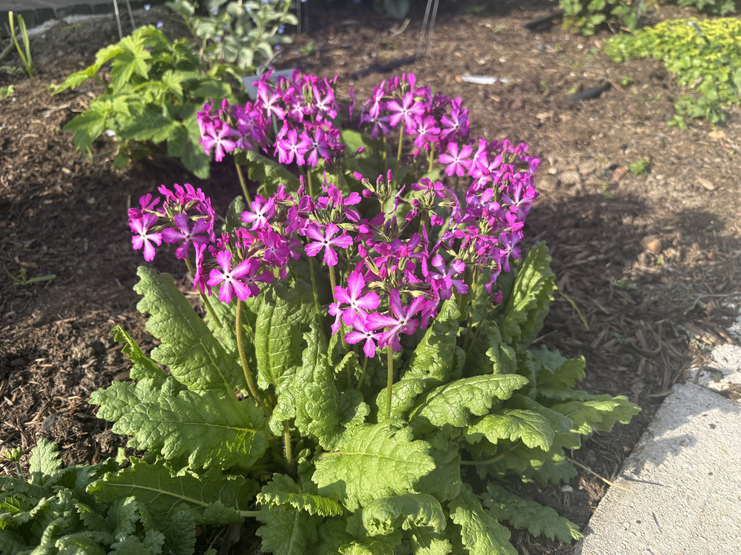 11656_primula_sieboldii_XS_001.jpg