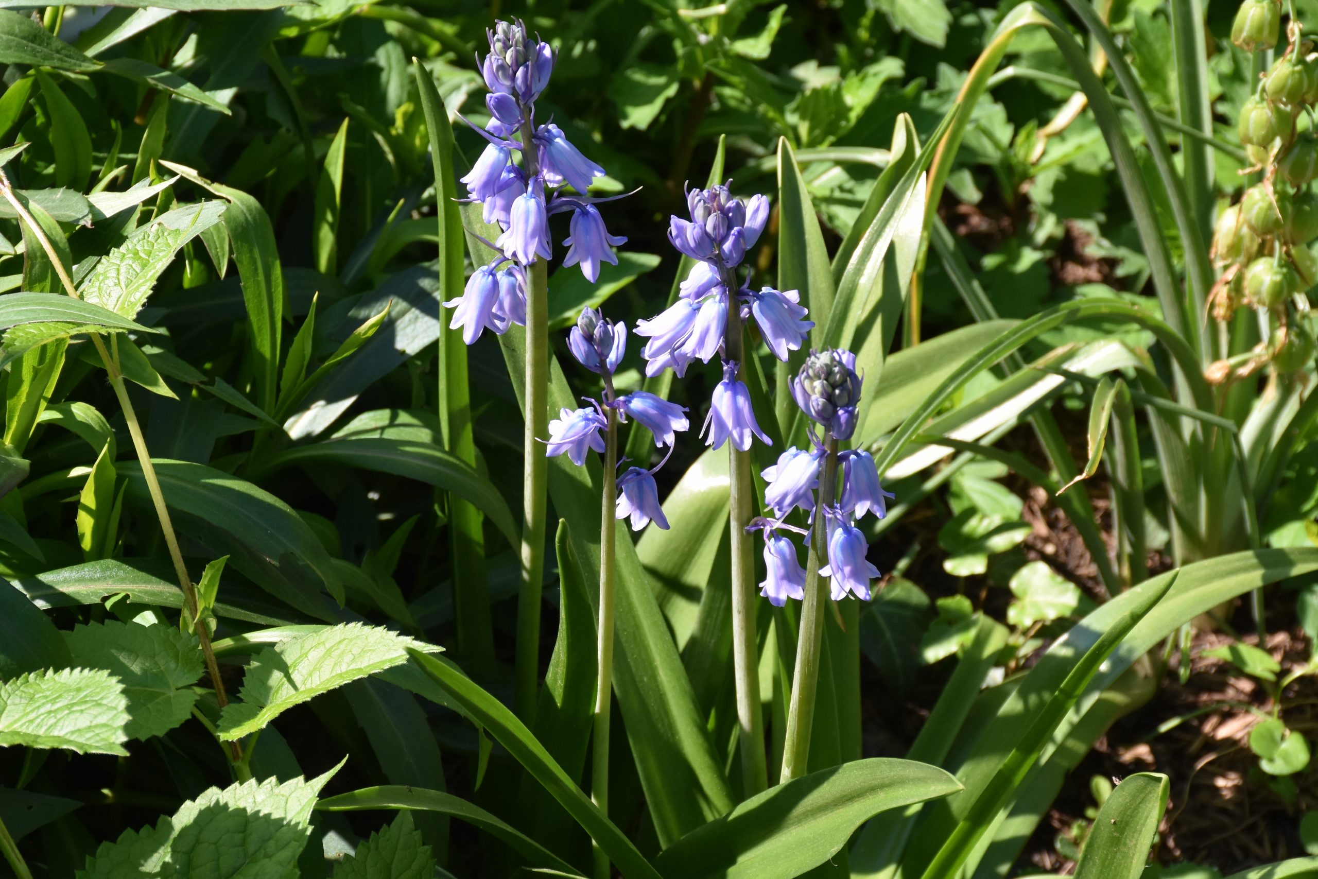 11688_hyacinthoides_hispanica_excelsior_XS_005.jpg