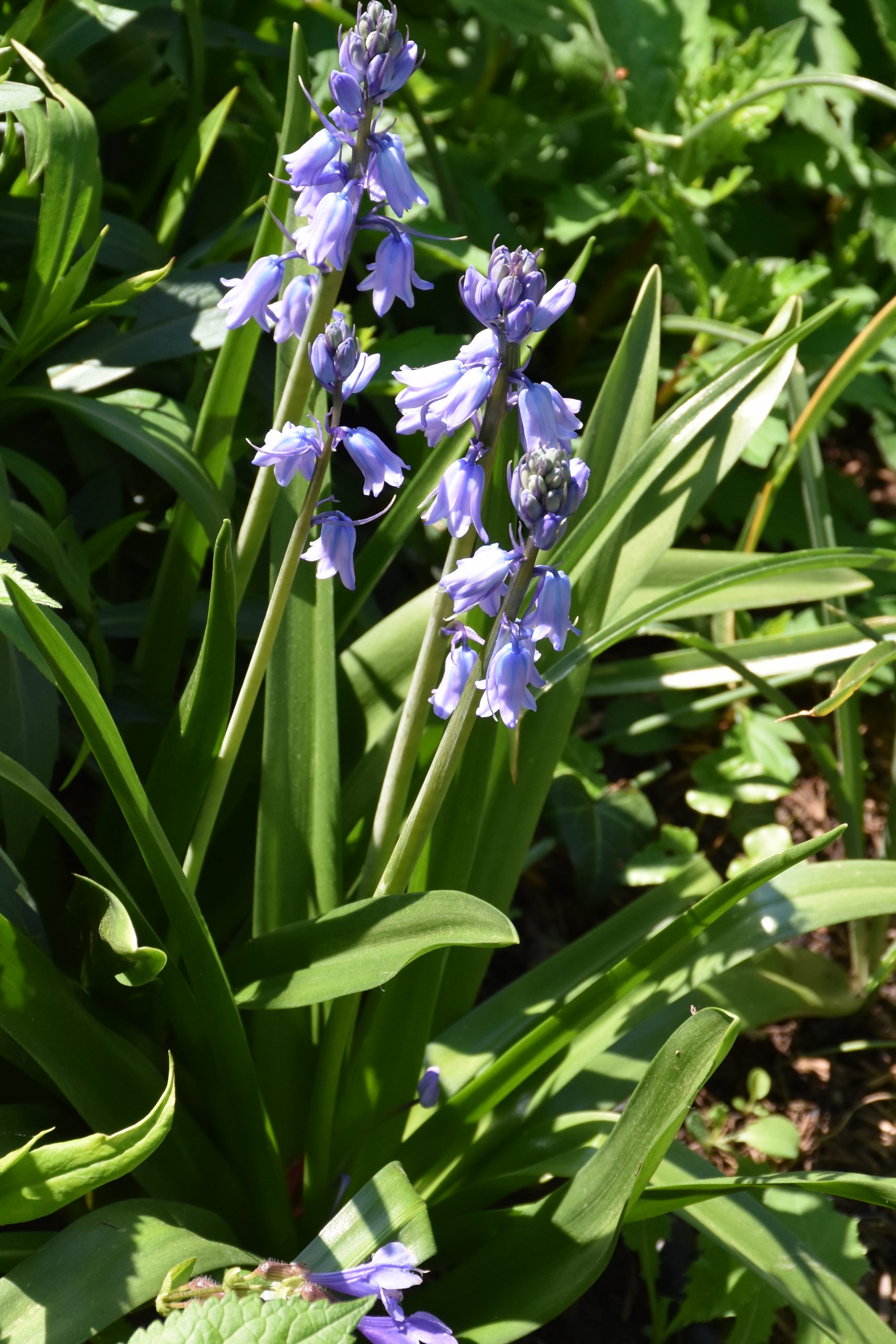 11689_hyacinthoides_hispanica_excelsior_XS_006.jpg