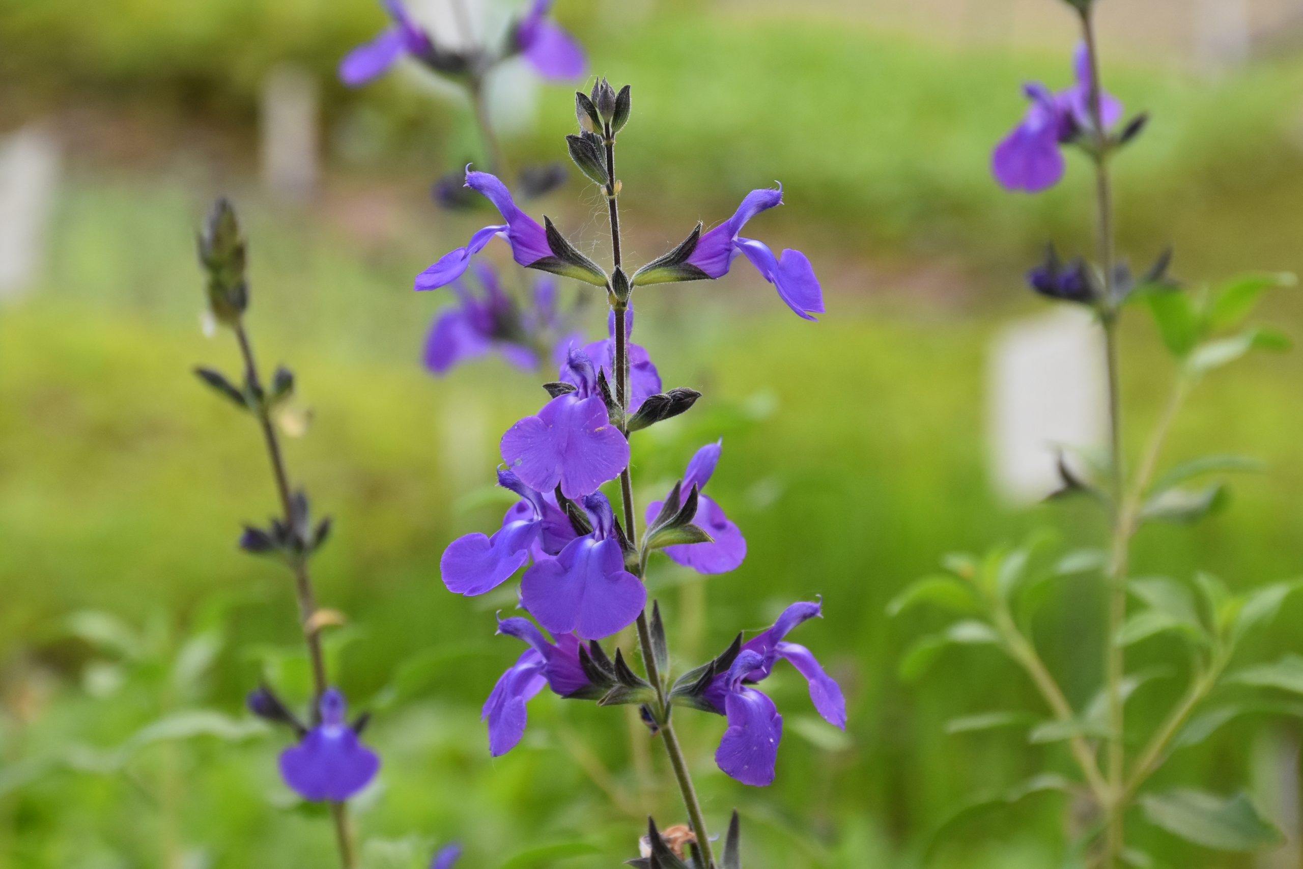 11693_salvia_microphylla_delice_feline_XS_004-1.jpg