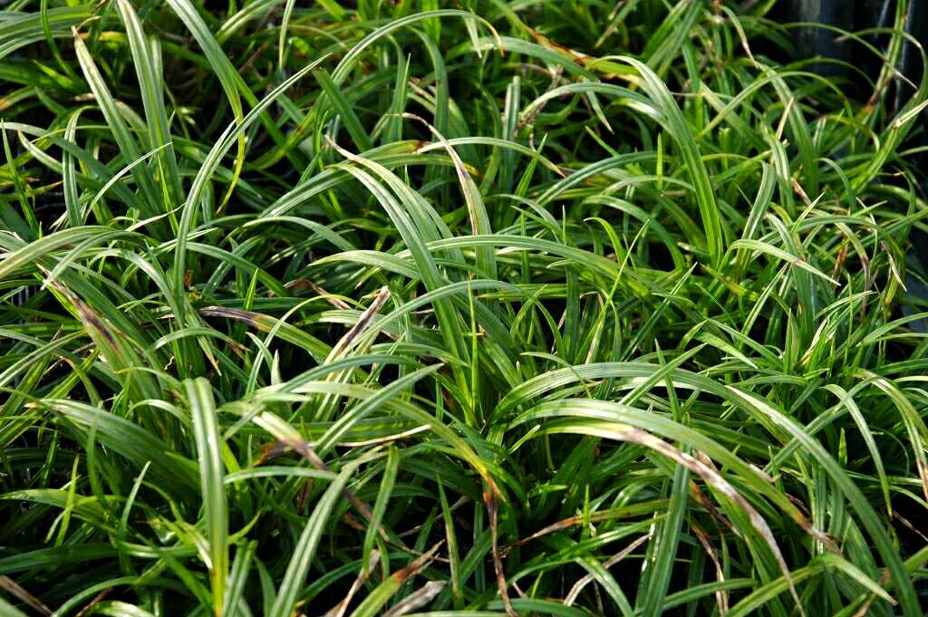 1169_carex_sylvatica_XS_001.jpeg