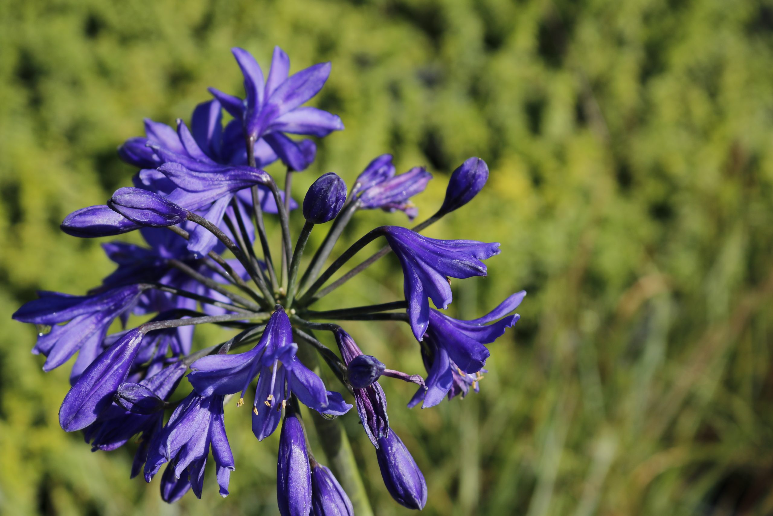 116_agapanthus_africanus_northern_star_XS_003.jpeg