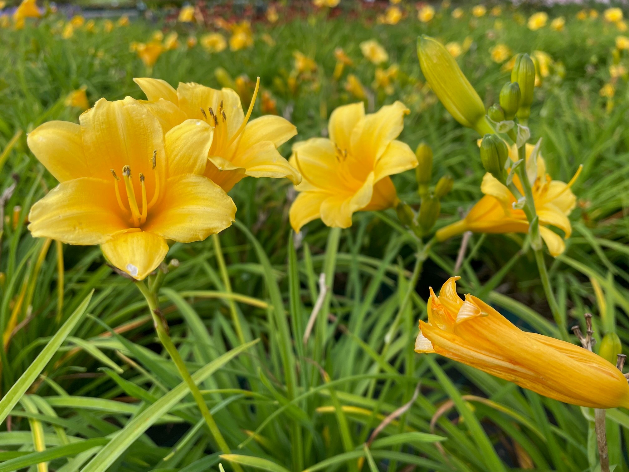 11705_hemerocallis_cult_stella_doro_SS_001.jpg