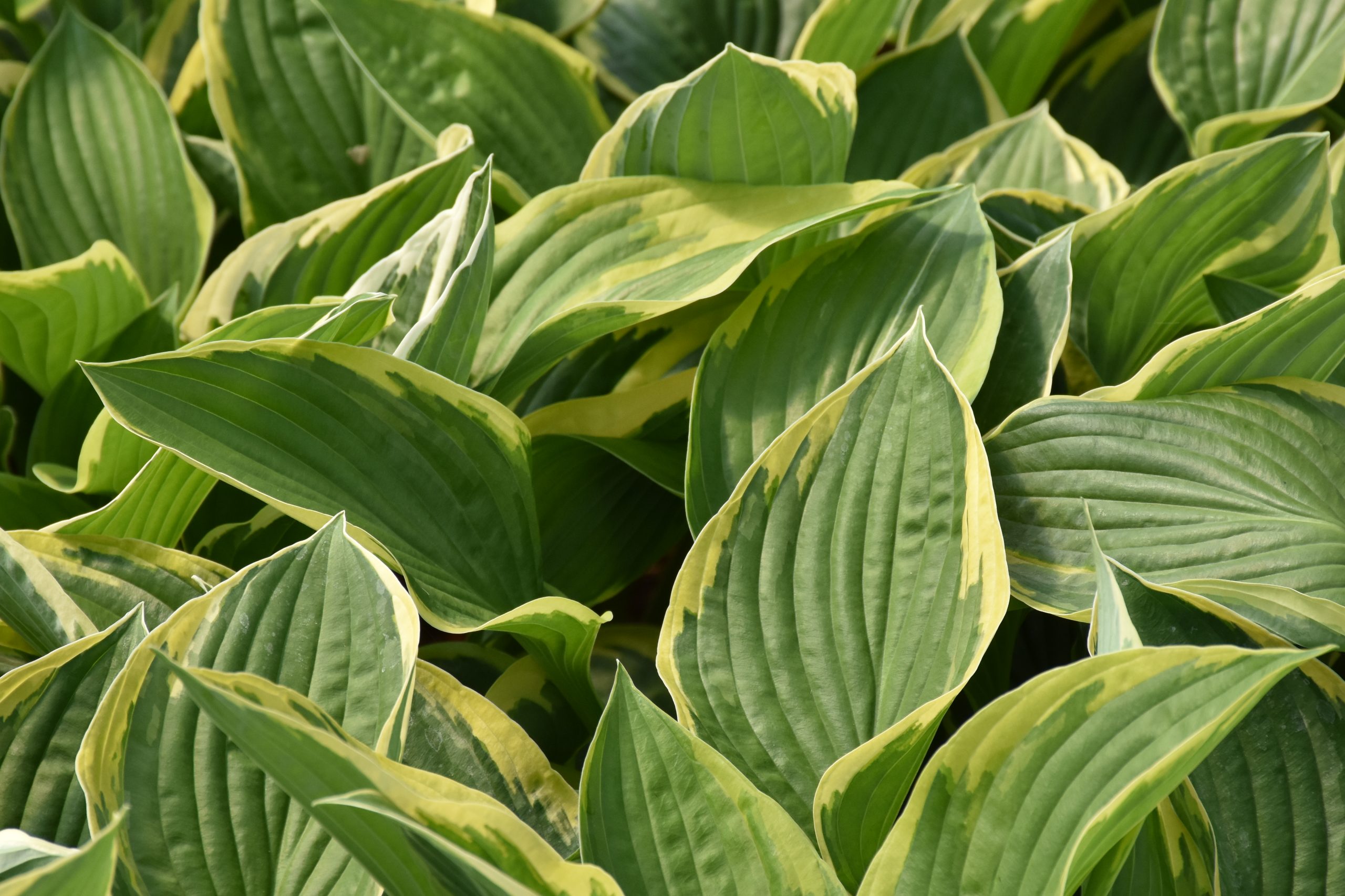 11717_hosta_fortunei_aureomarginata_XS_002.jpg