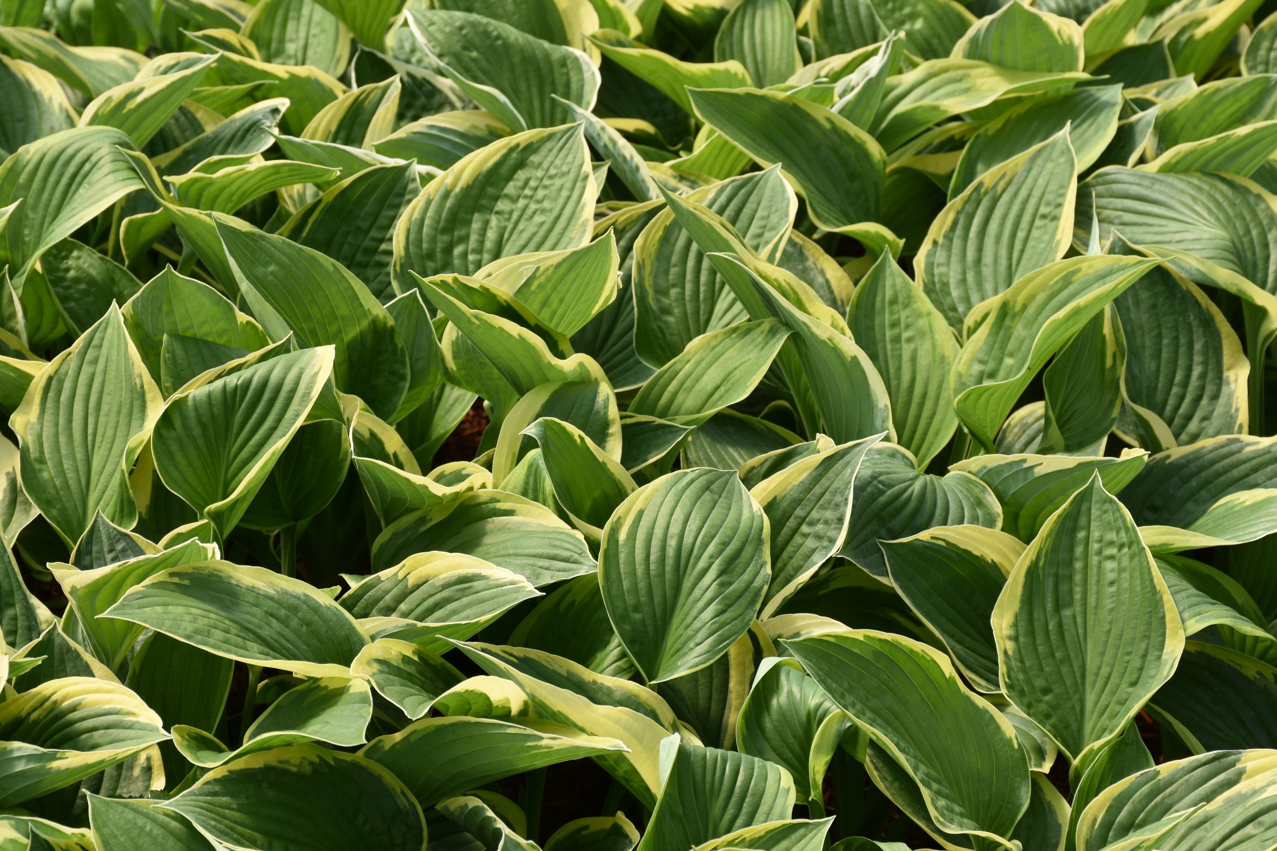 11718_hosta_fortunei_aureomarginata_XS_003.jpg
