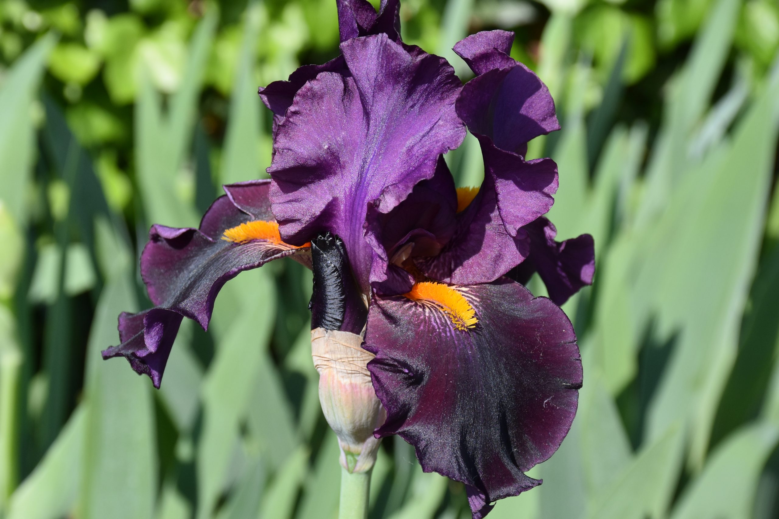 11727_iris_barbata_elatior_draculas_kiss_XS_004.jpg