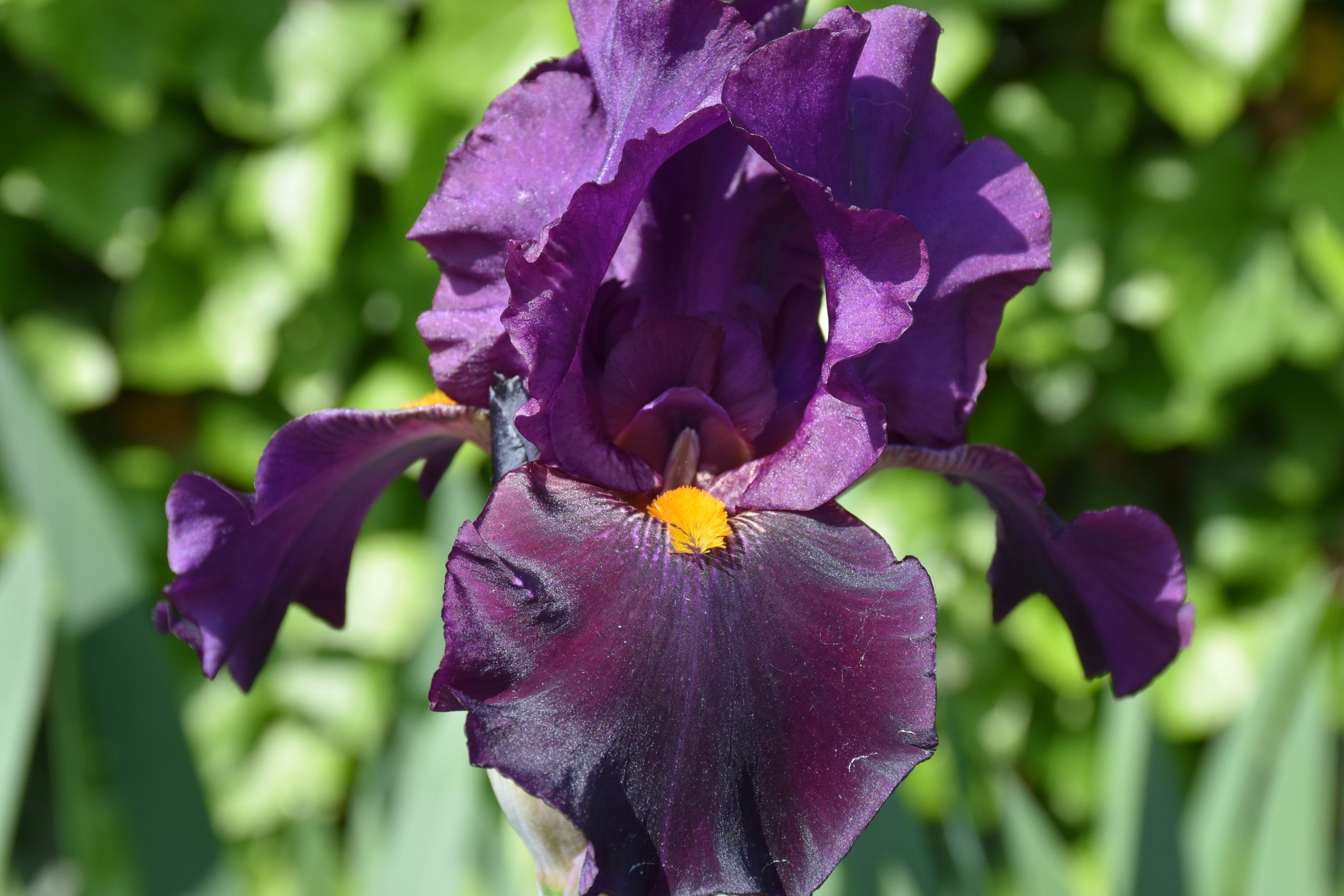 11728_iris_barbata_elatior_draculas_kiss_XS_005.jpg