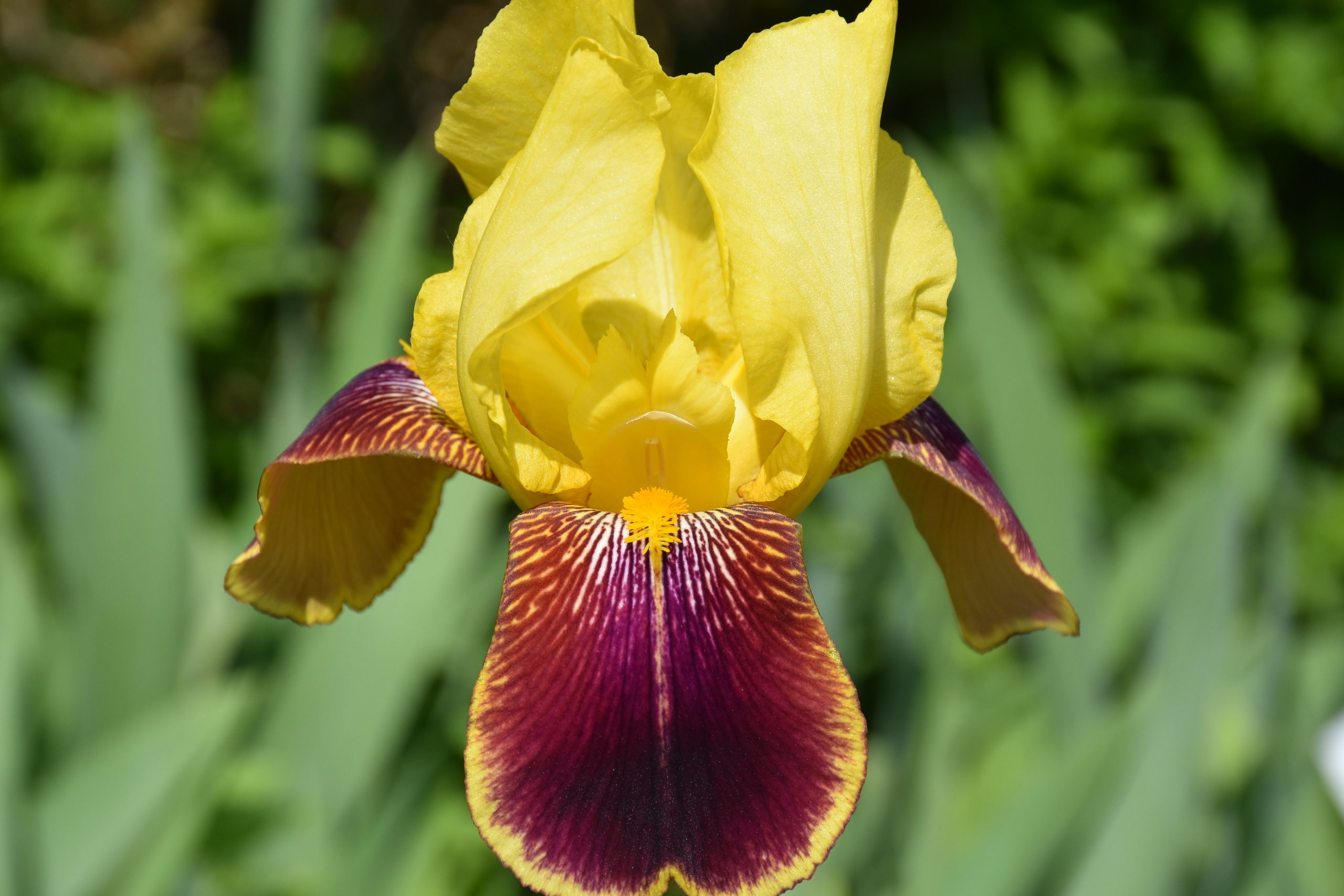 11729_iris_barbata_elatior_grand_chef_XS_005.jpg