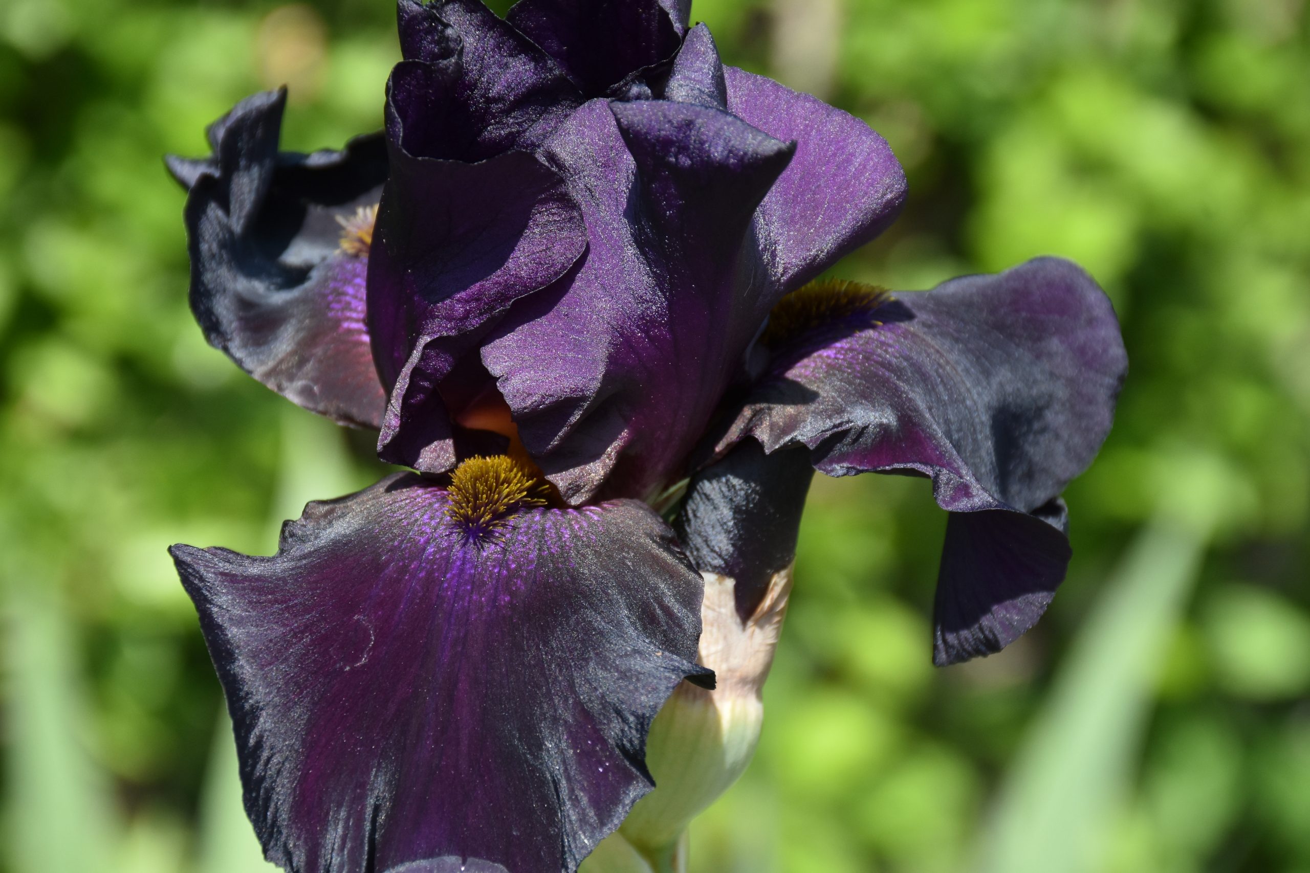 11733_iris_barbata_elatior_old_black_magic_XS_001.jpg