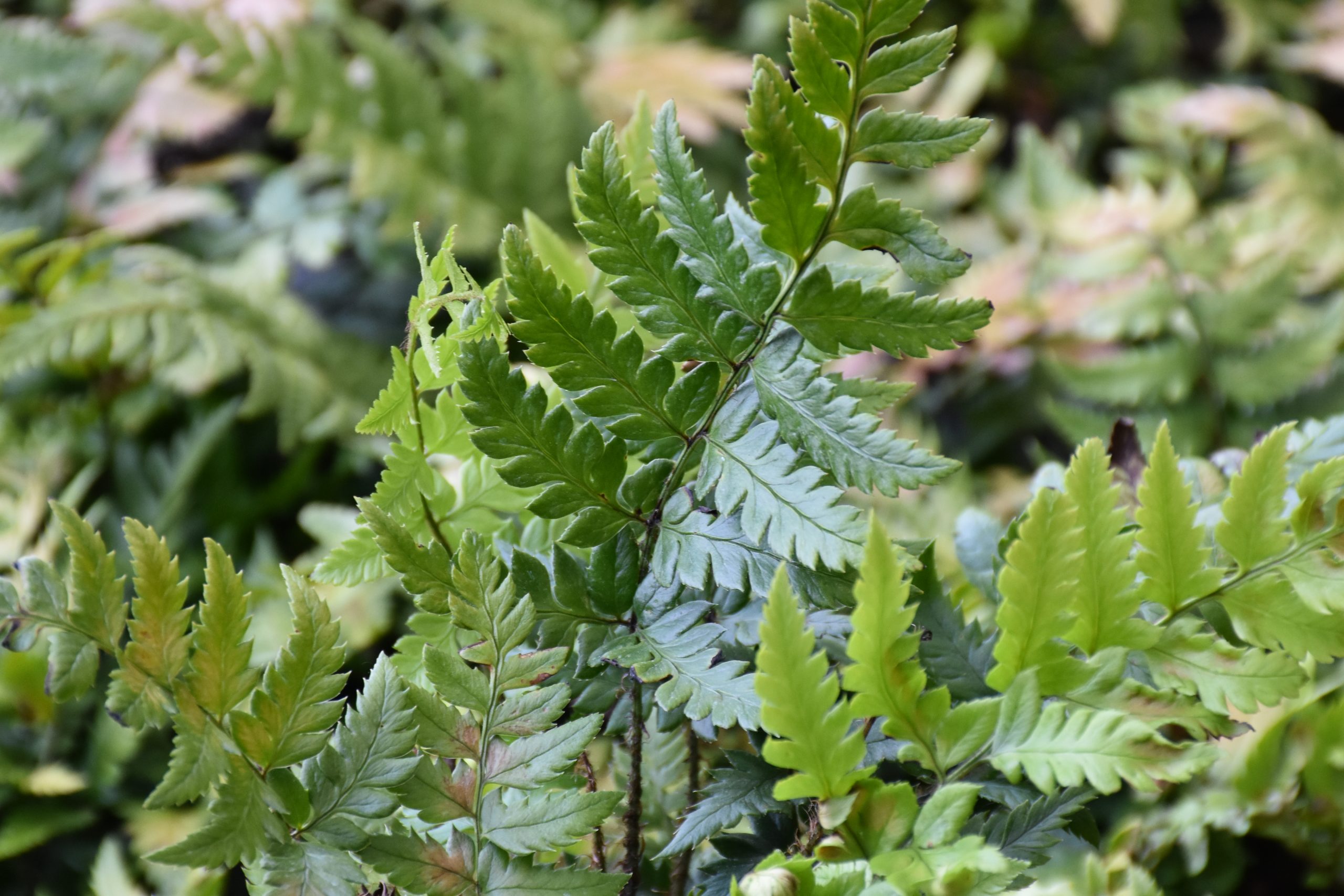 11740_polystichum_rigens_XS_001.jpg