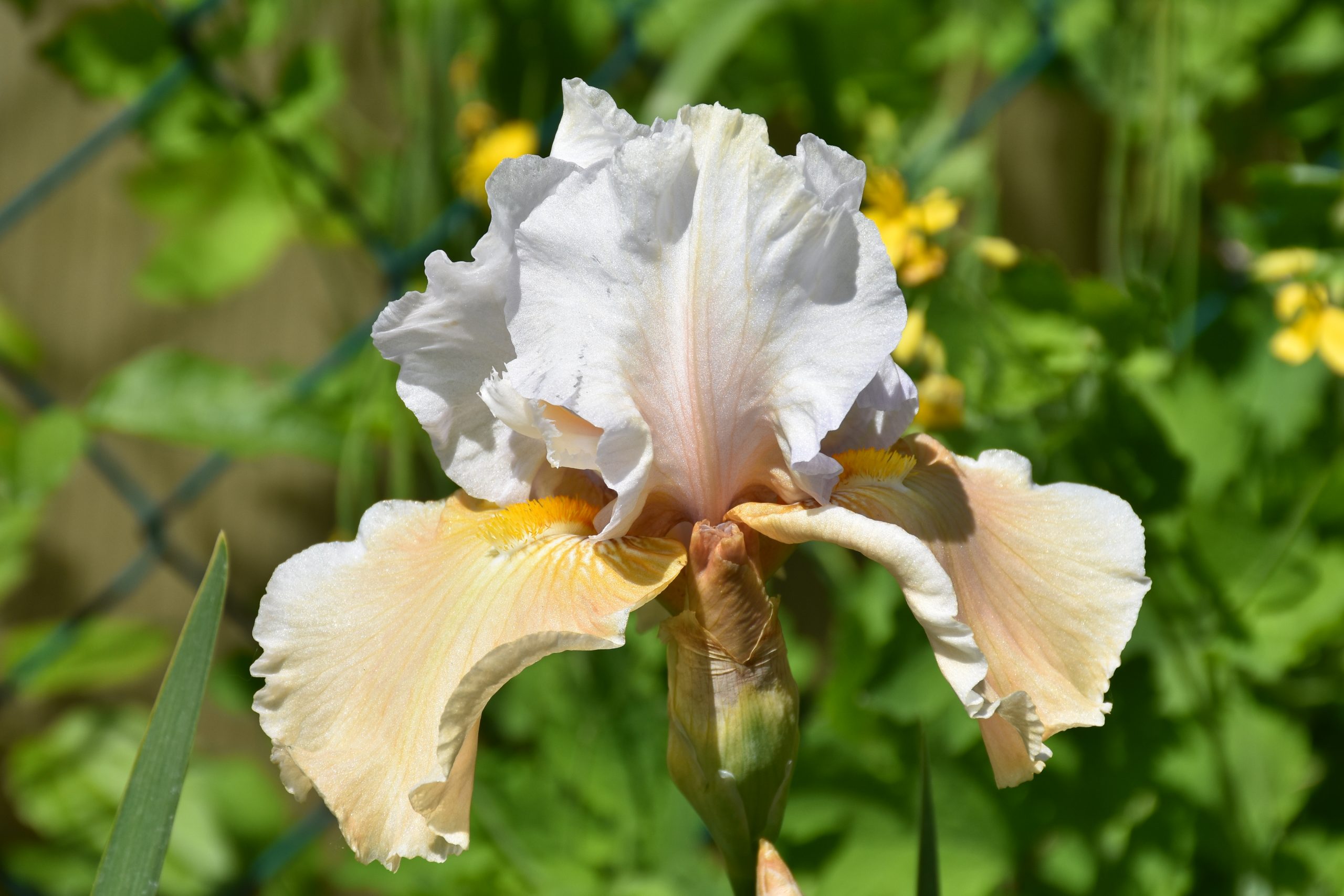 11766_iris_barbata_elatior_champagne_elegance_XS_004.jpg