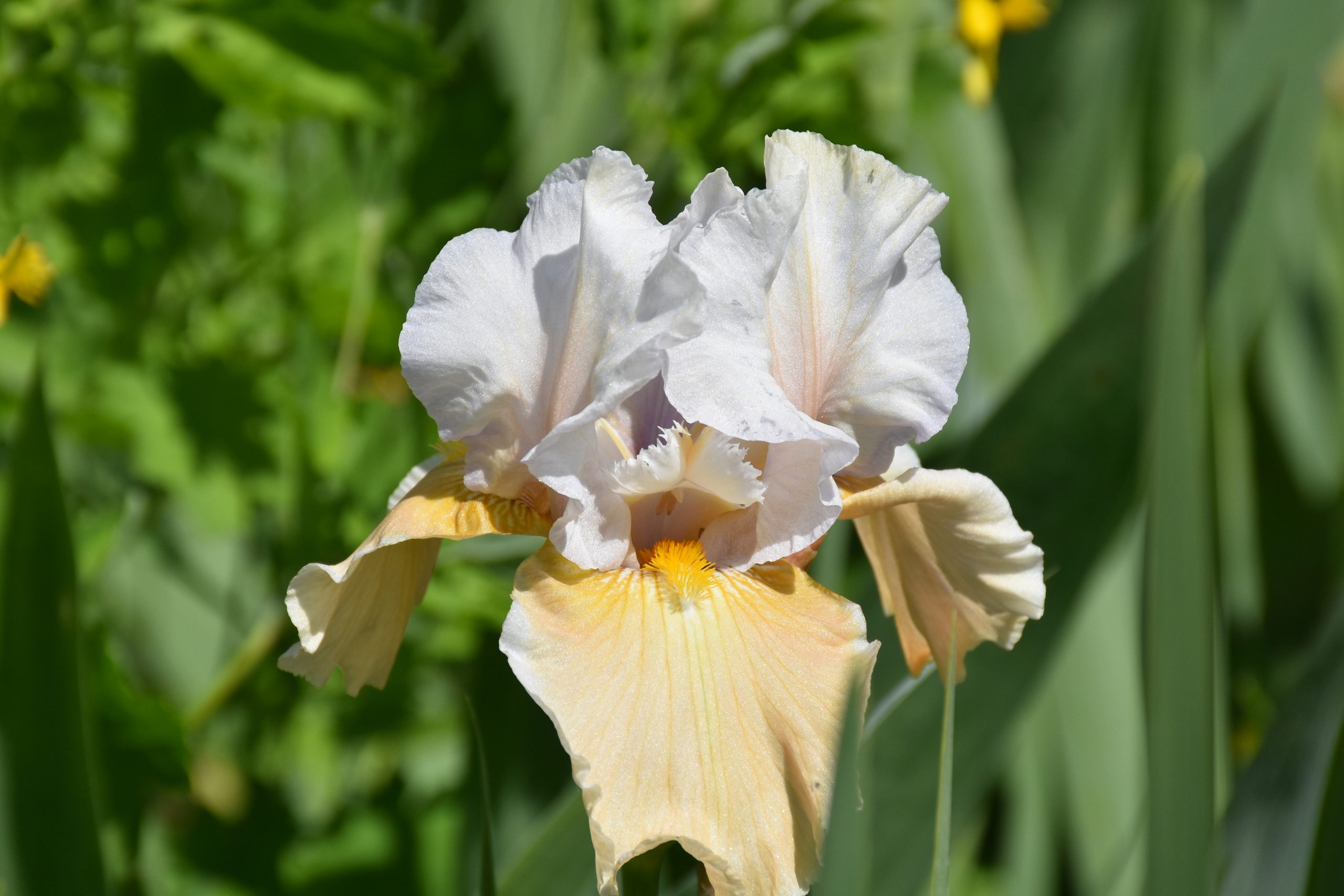 11767_iris_barbata_elatior_champagne_elegance_XS_005.jpg