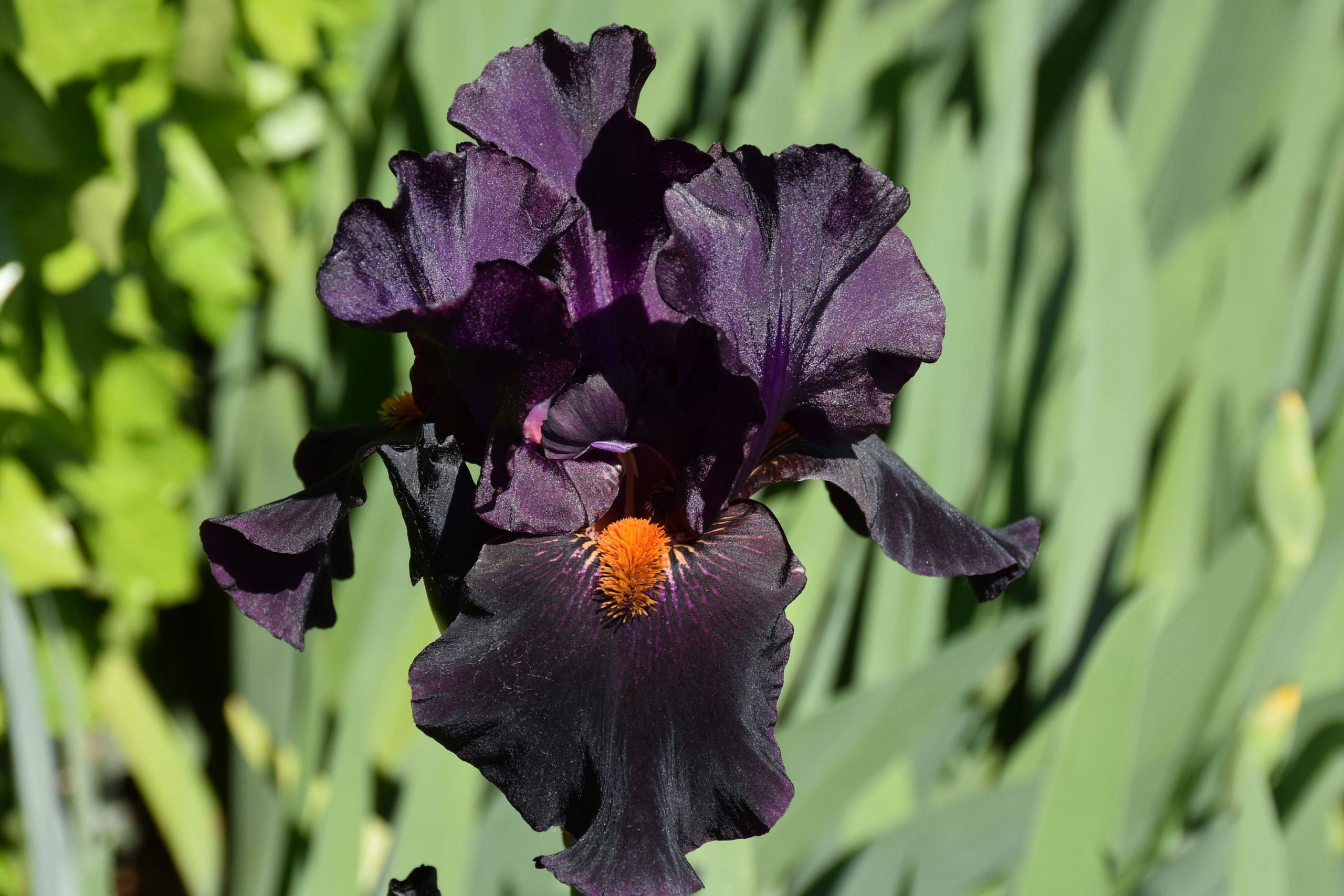 11770_iris_barbata_elatior_draculas_kiss_XS_006.jpg
