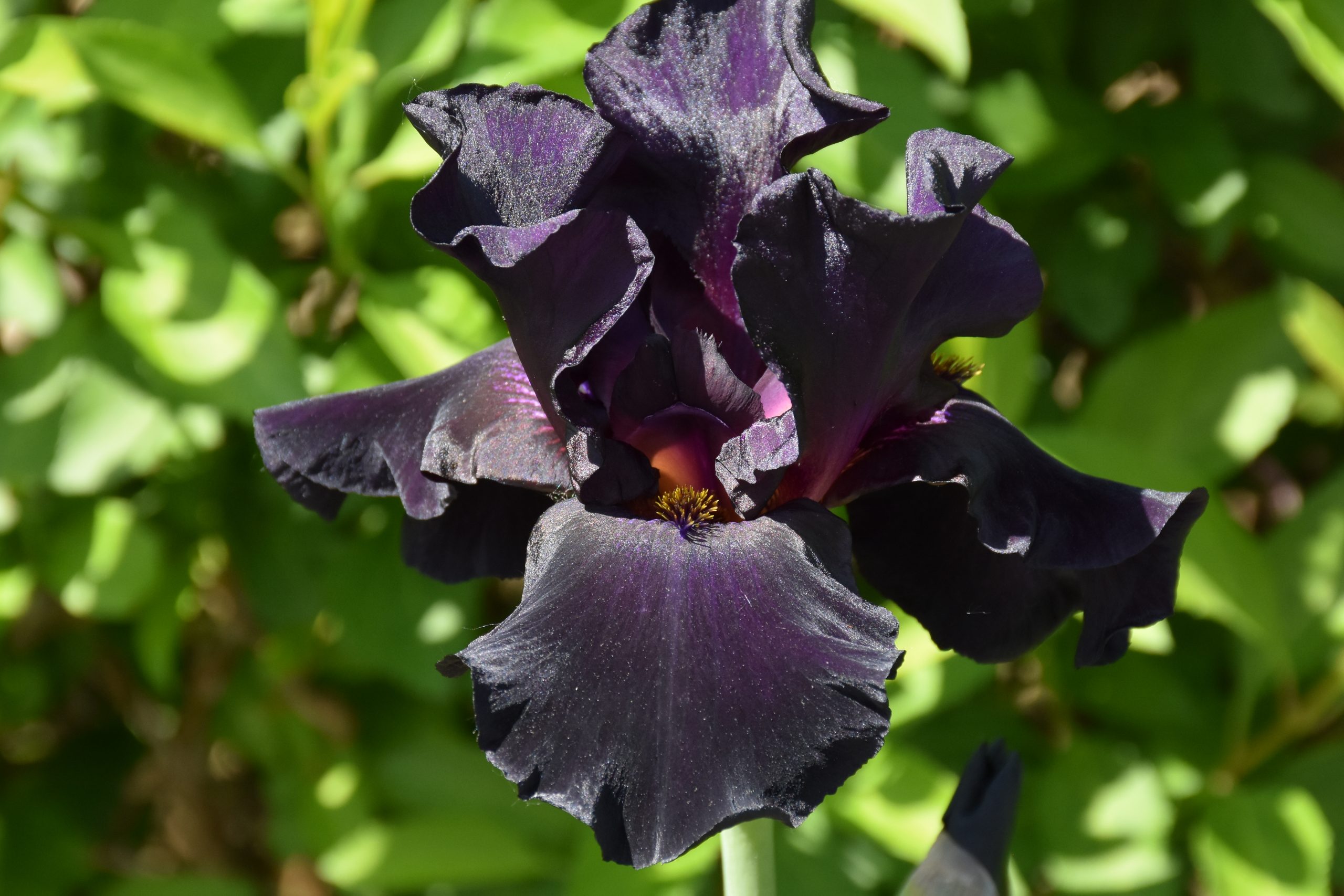 11772_iris_barbata_elatior_old_black_magic_XS_003.jpg