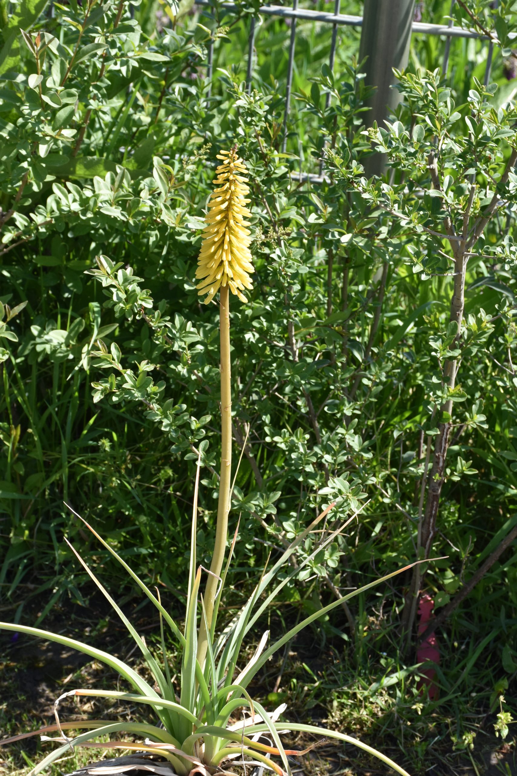 11775_kniphofia_citrina_XS_003.jpg
