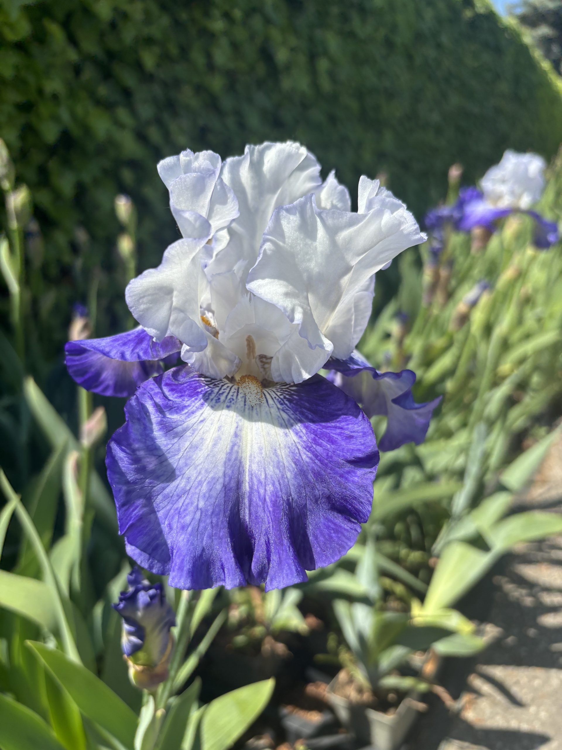 11783_iris_barbata_elatior_miles_ahead_XS_004.jpg